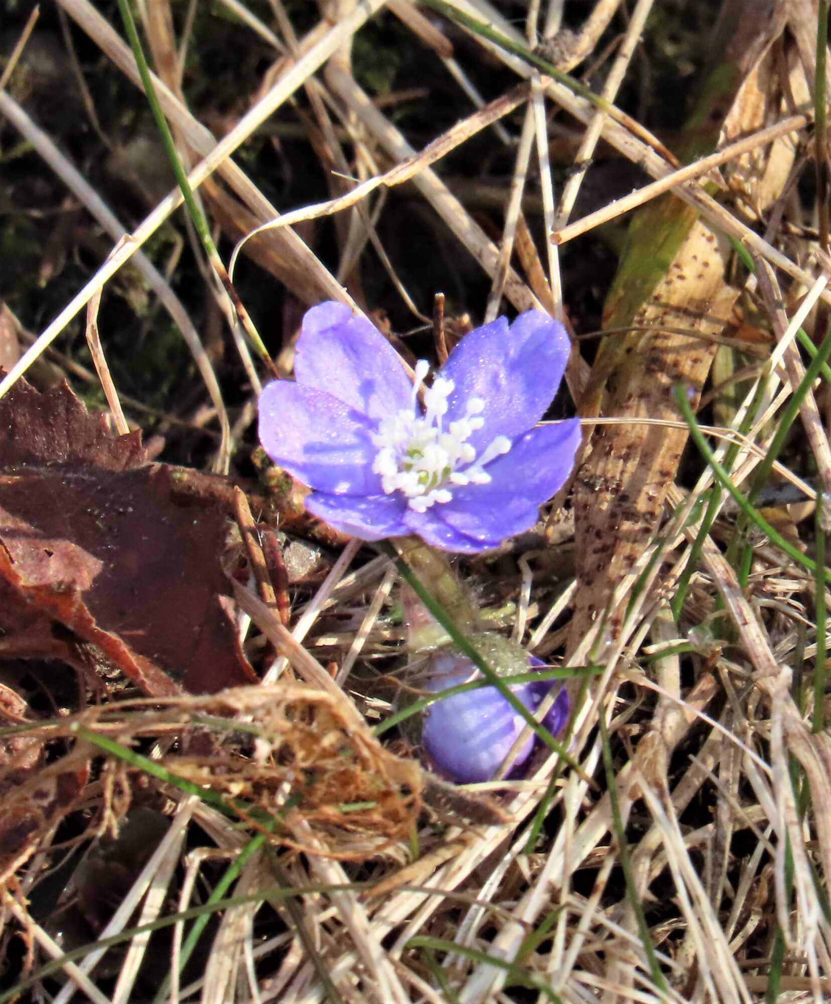 Valokuvaaja: Birgit Silvennoinen Valokuvaaja: Birgit Silvennoinen