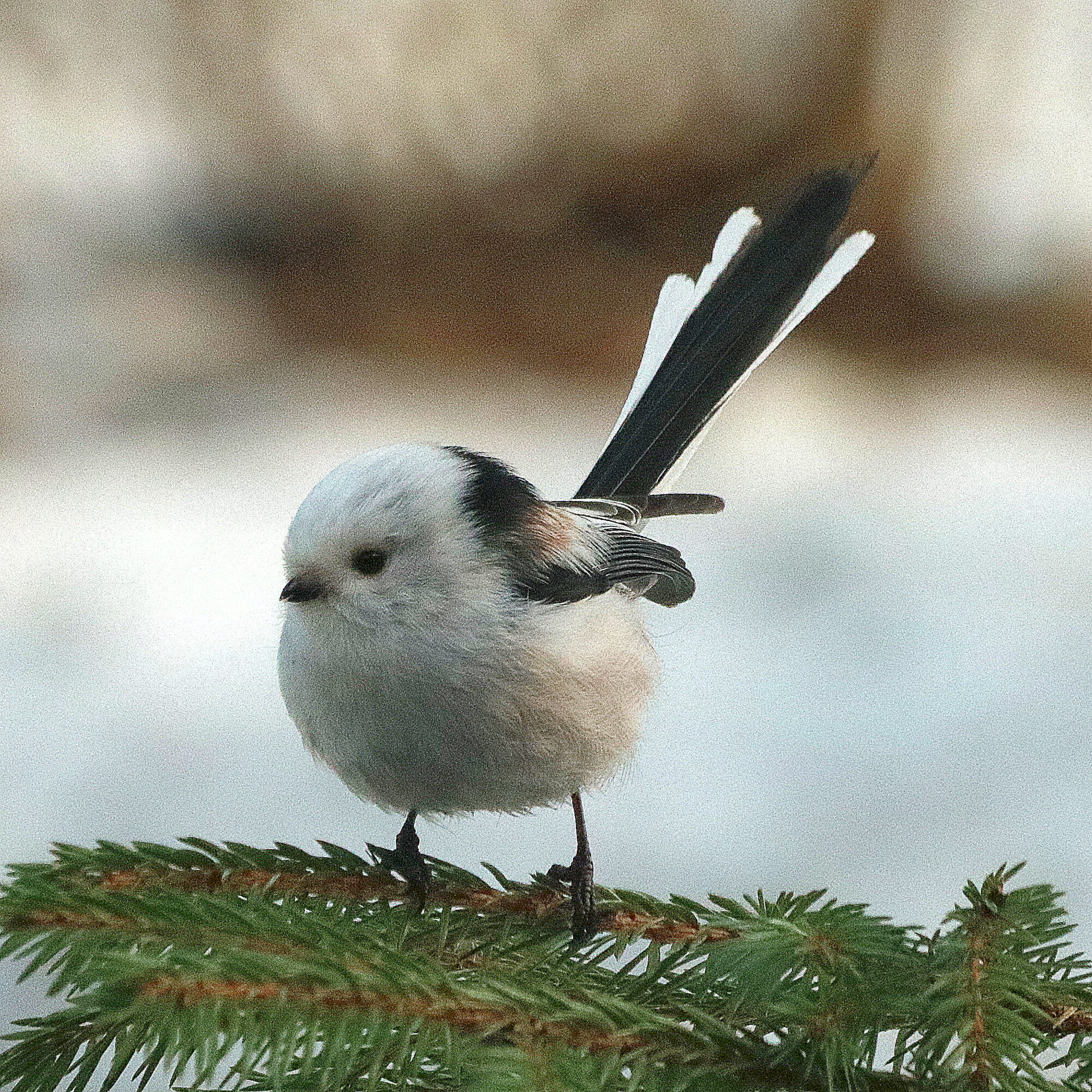 Valokuvaaja: Hannu Rasiranta