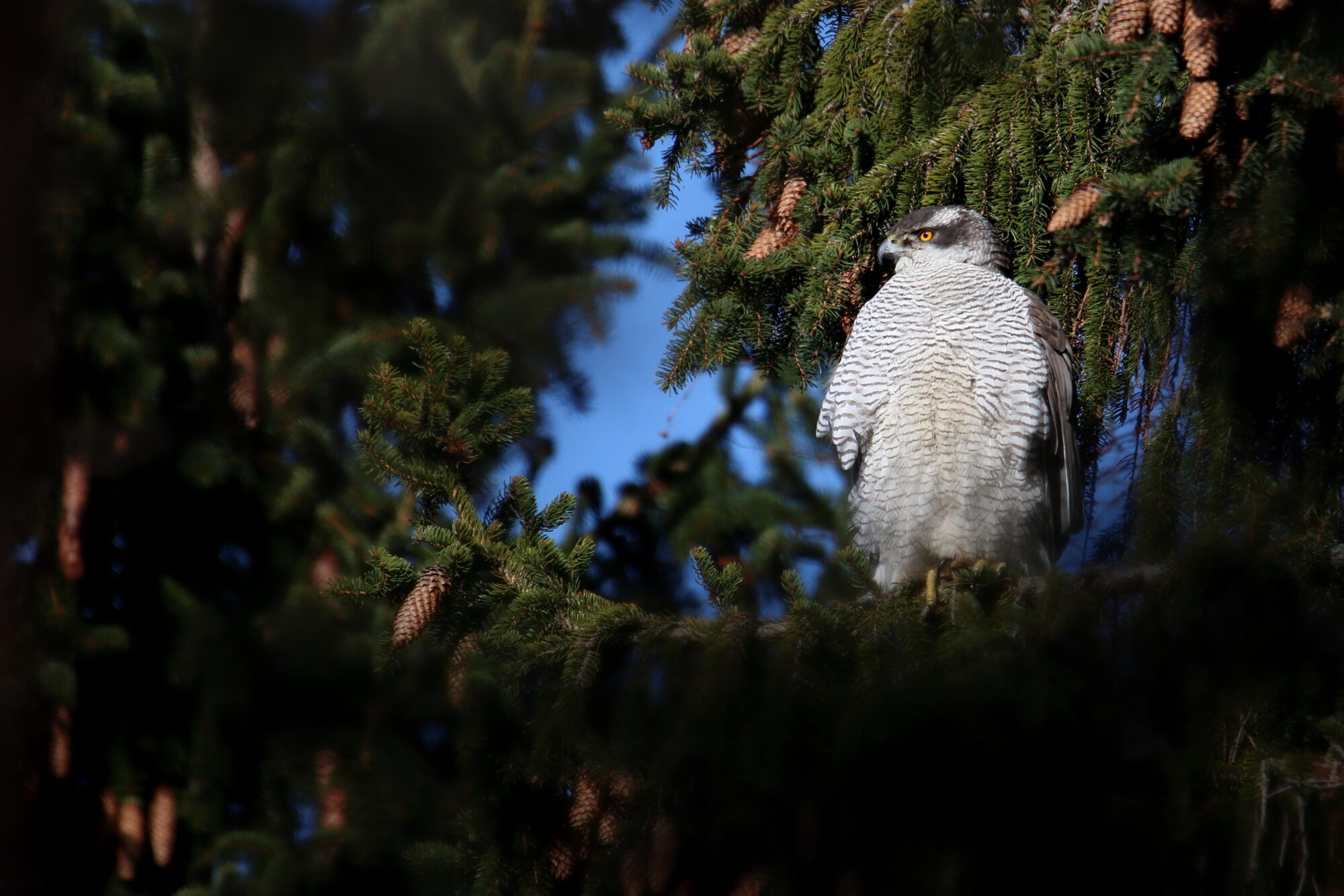 Valokuvaaja: Janne Salomeri