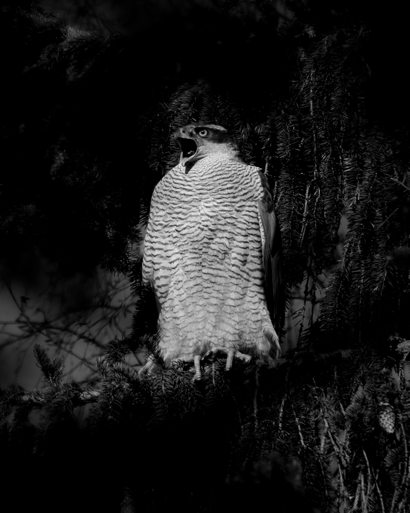 Valokuvaaja: Janne Salomeri