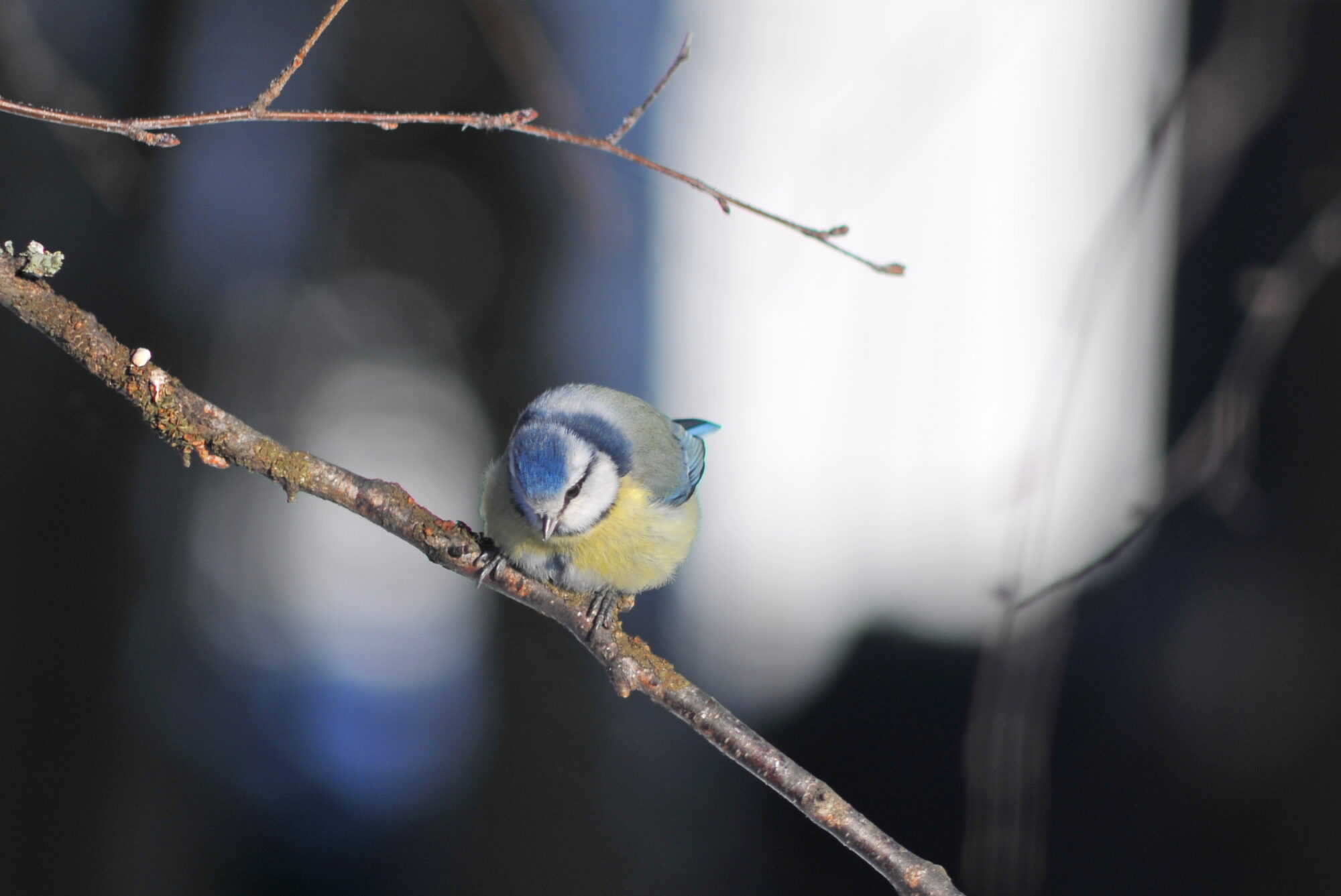Valokuvaaja: Kaarlo Asikainen