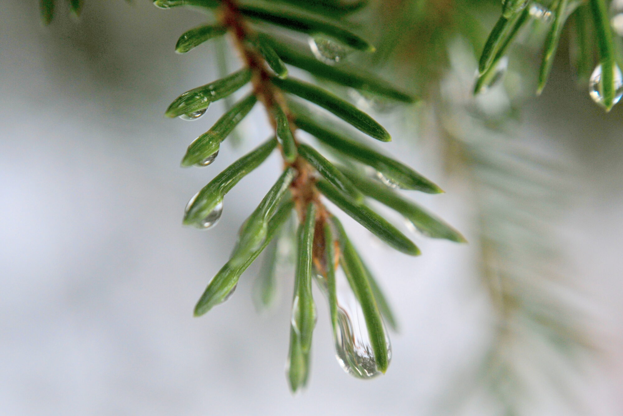 Valokuvaaja: Kaarlo Asikainen