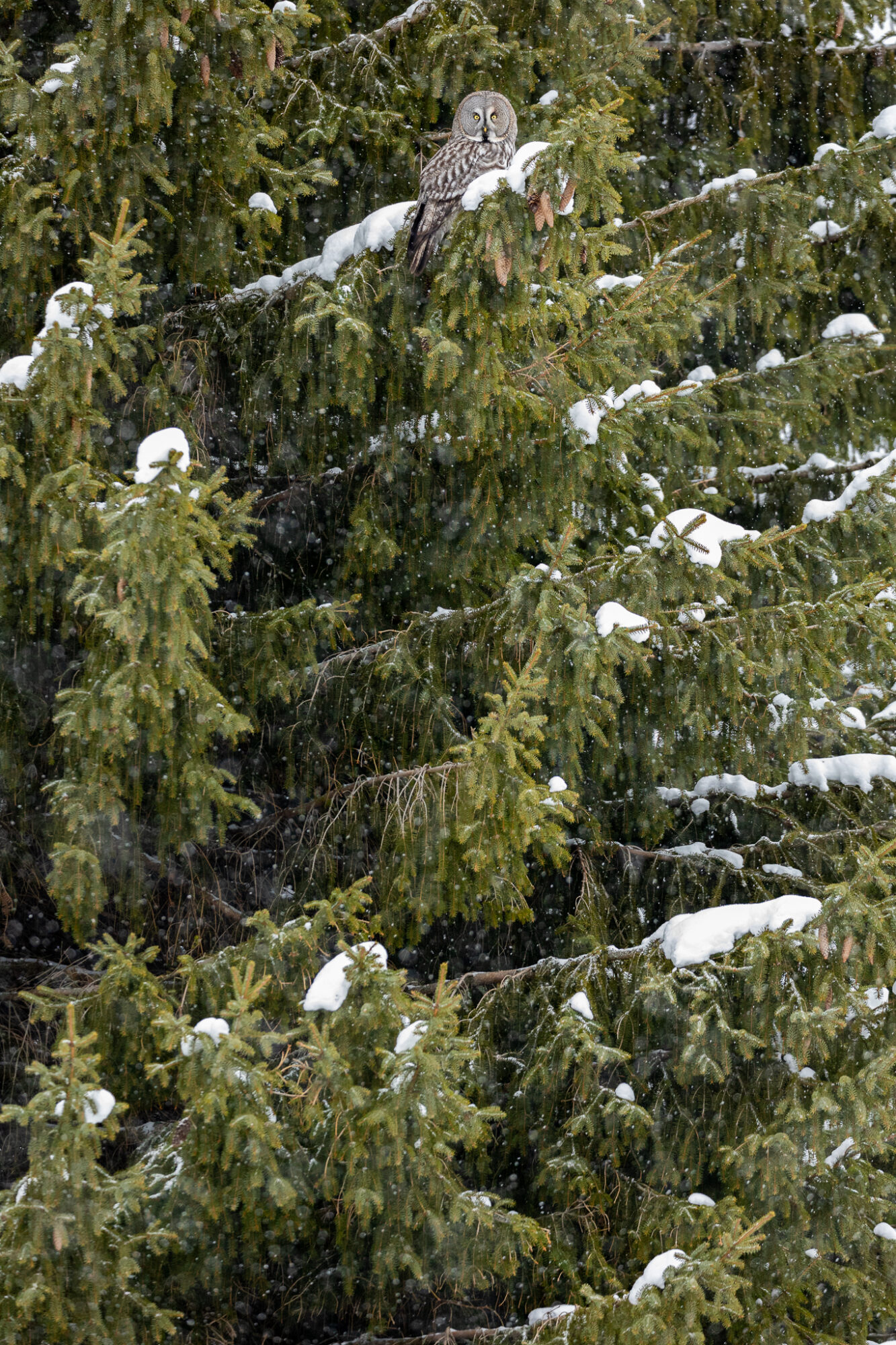 Valokuvaaja: Antti Toivanen