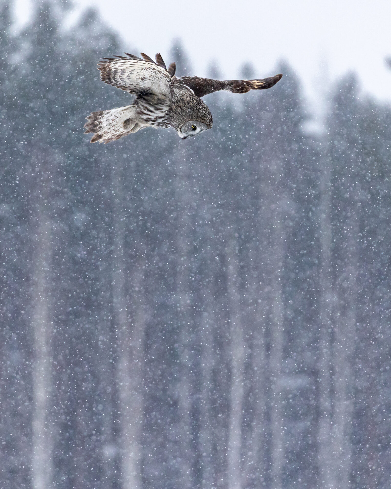 Valokuvaaja: Antti Toivanen