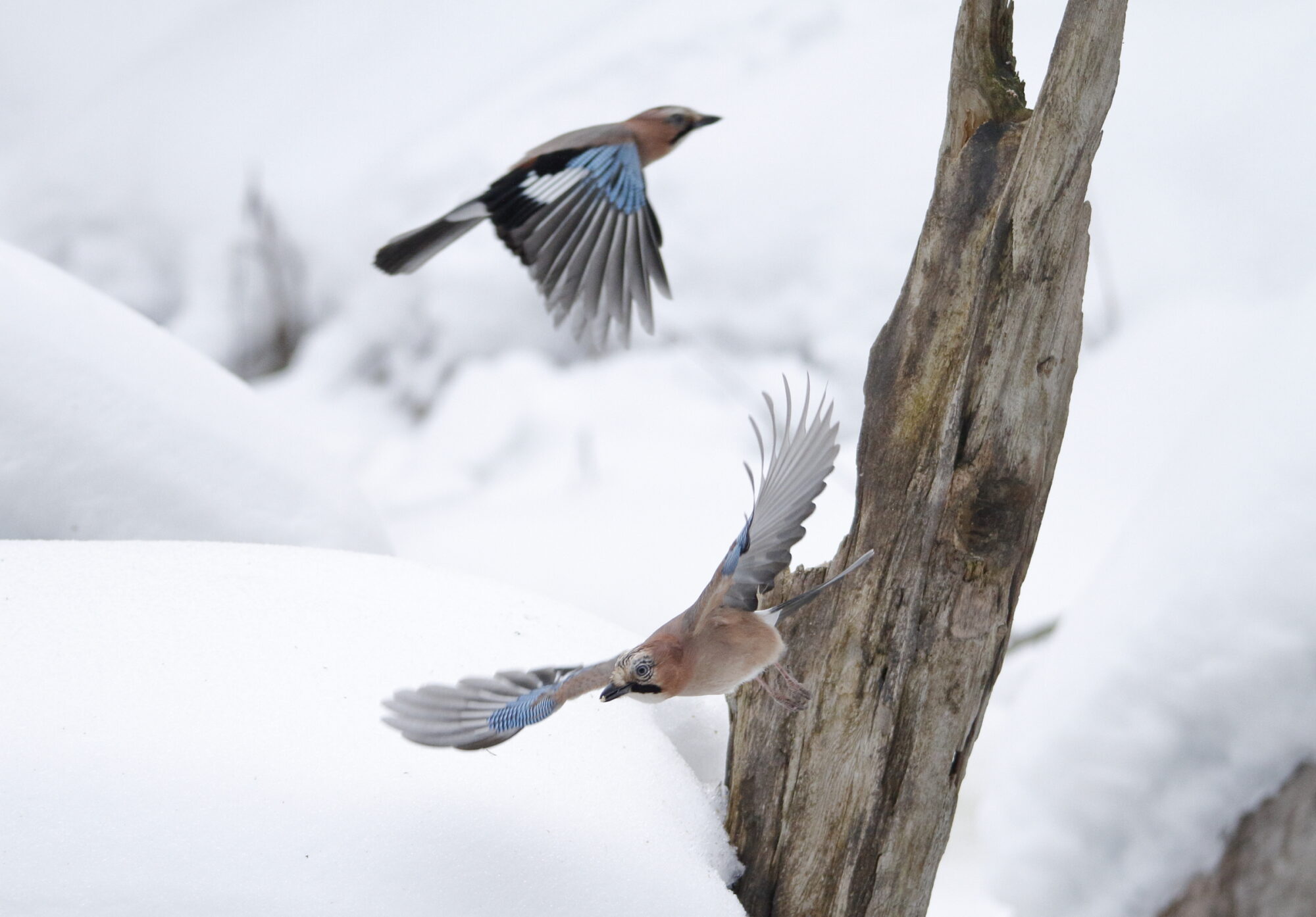 Valokuvaaja: Lasse Kokko