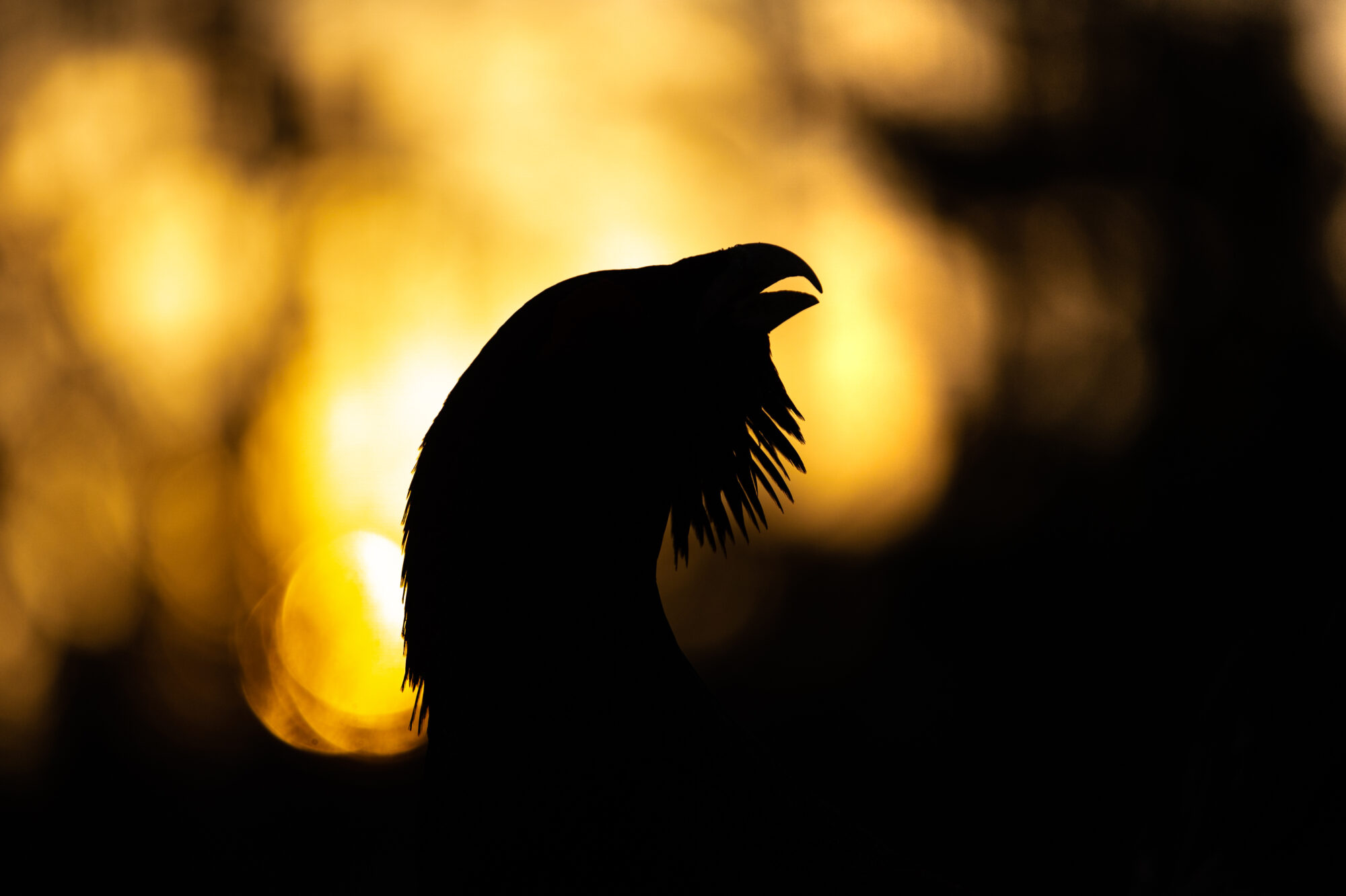 Valokuvaaja: Antti Toivanen Valokuvaaja: Antti Toivanen