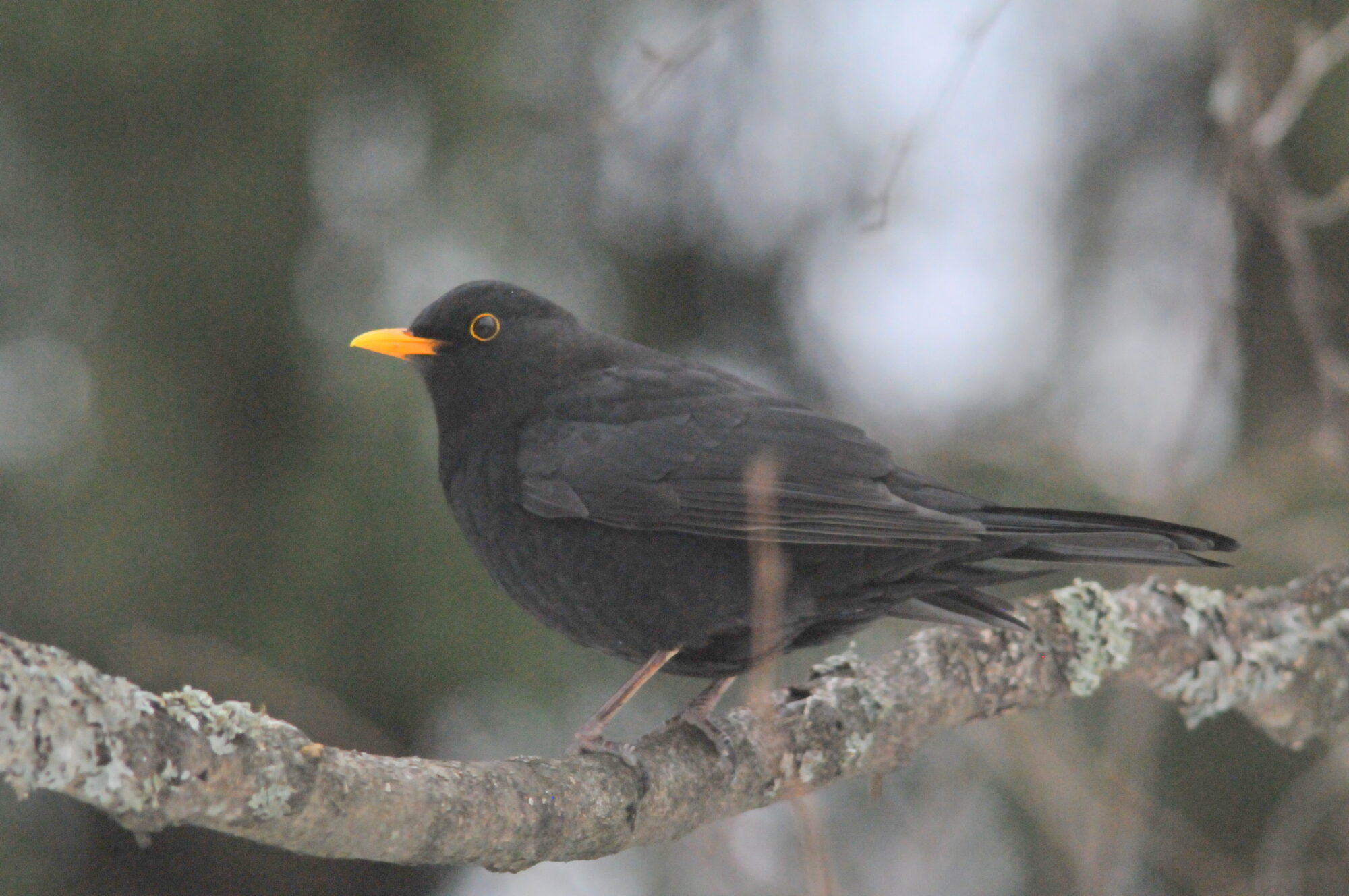 Valokuvaaja: Kaarlo Asikainen