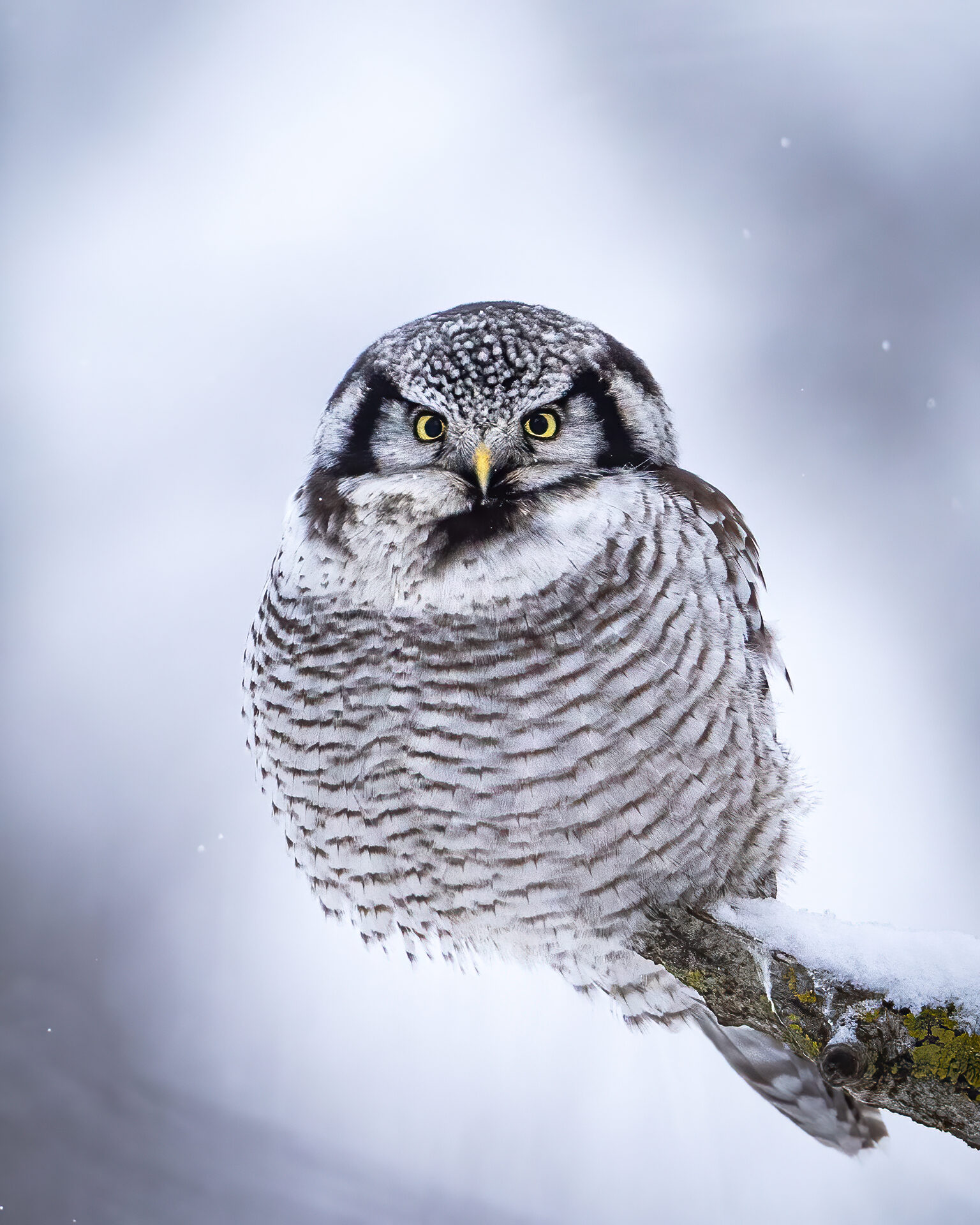 Valokuvaaja: Jukka Risikko