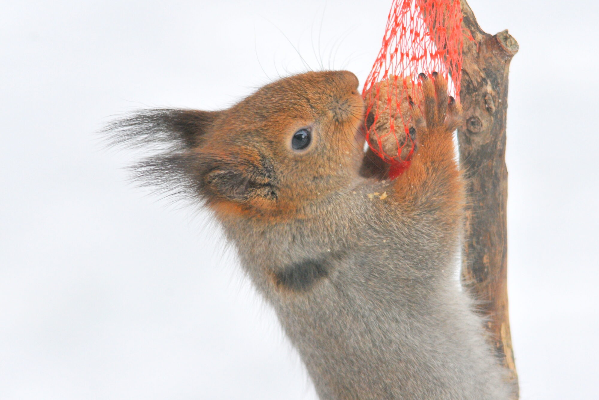 Valokuvaaja: Kaarlo Asikainen