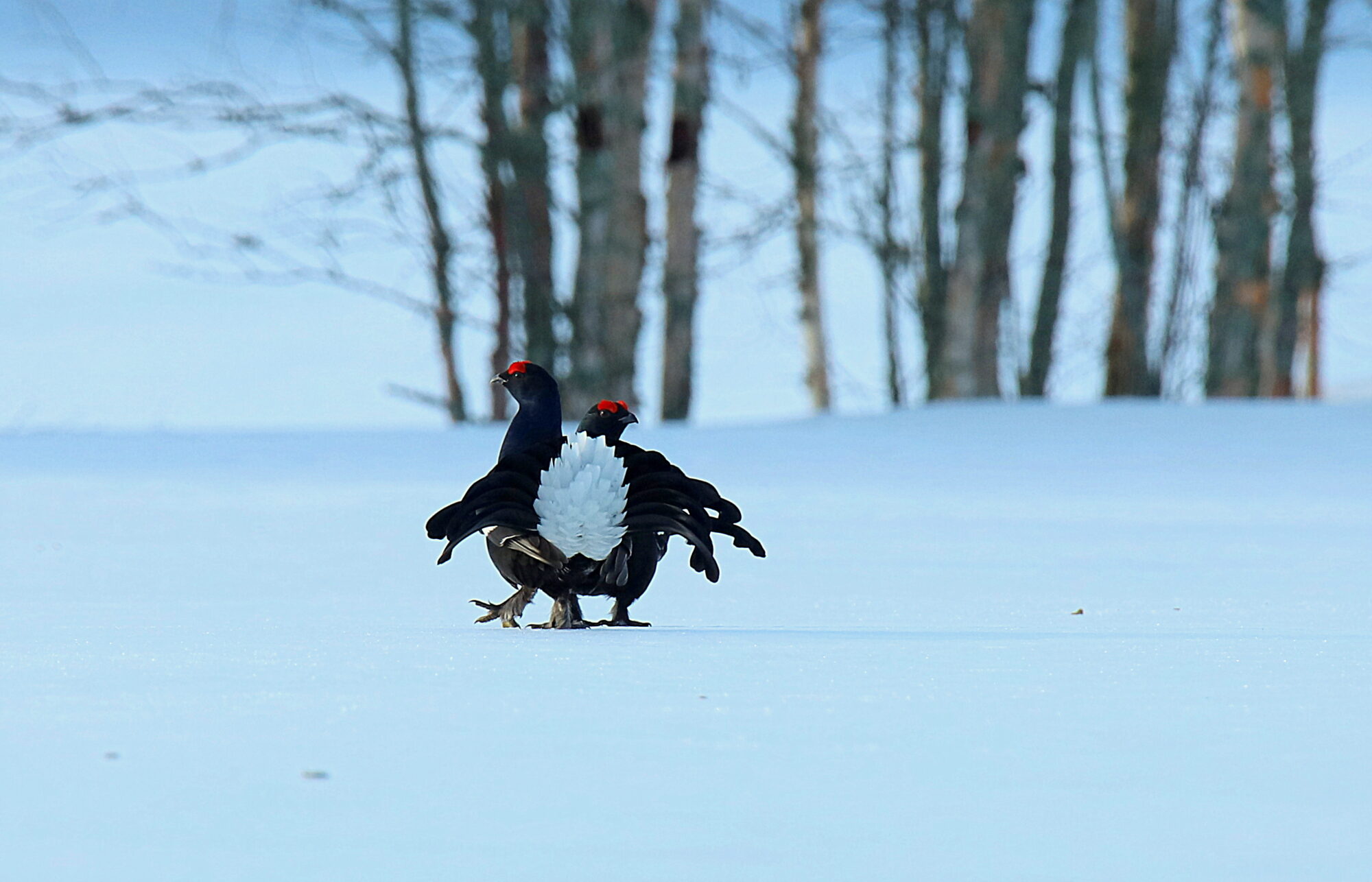 Valokuvaaja: sirpa jyske