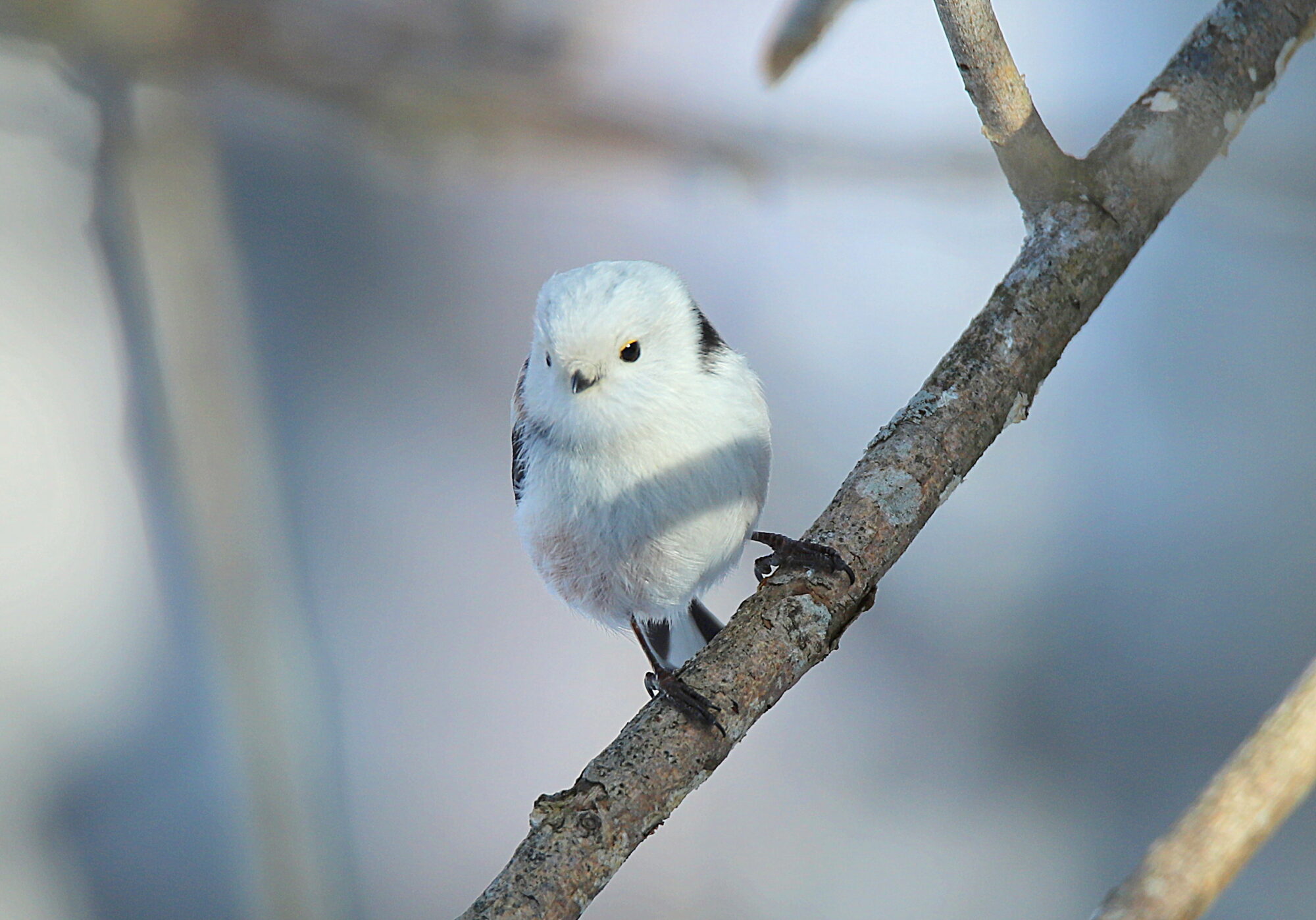 Valokuvaaja: sirpa jyske