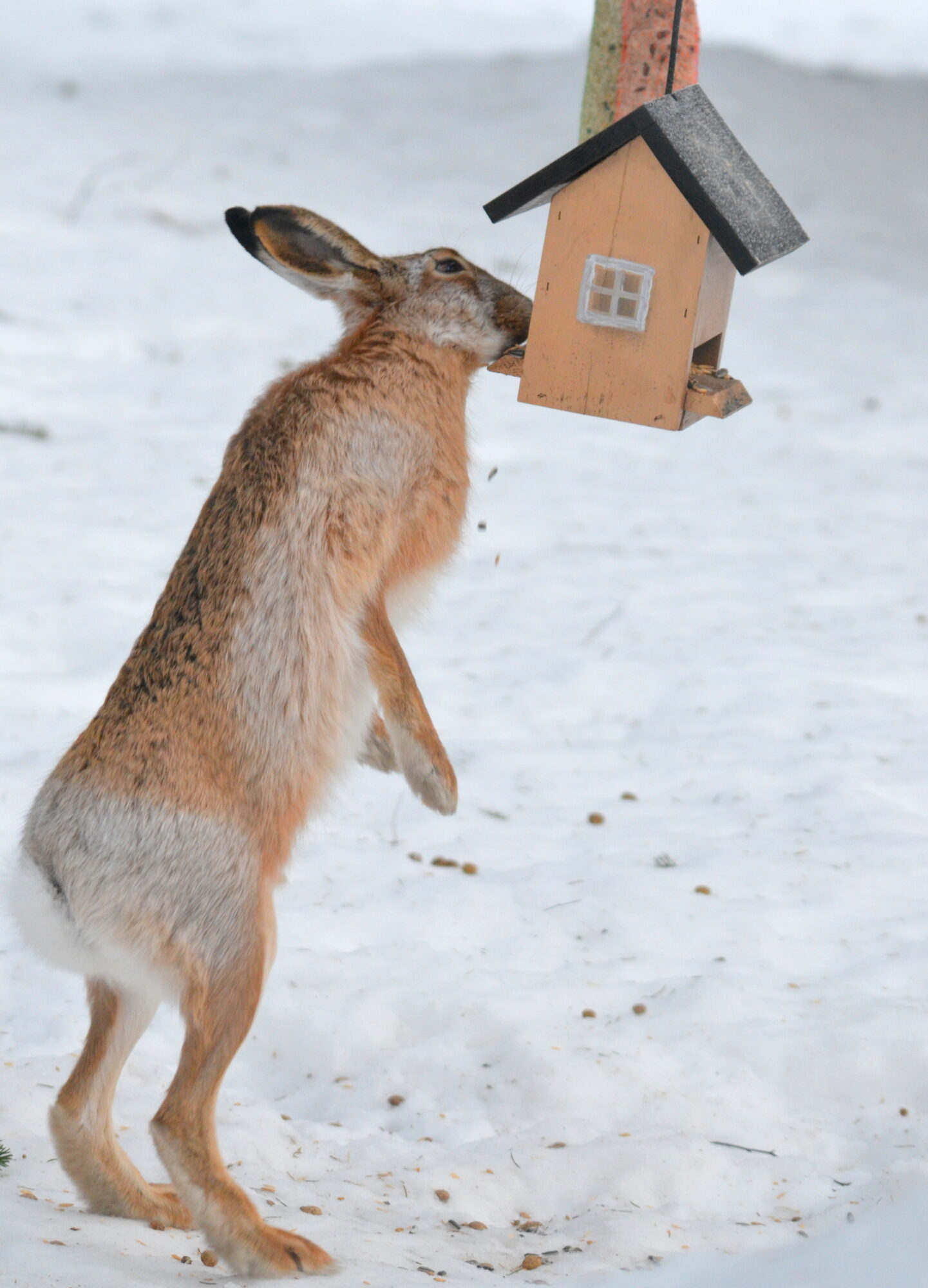 Valokuvaaja: Kaarlo Asikainen