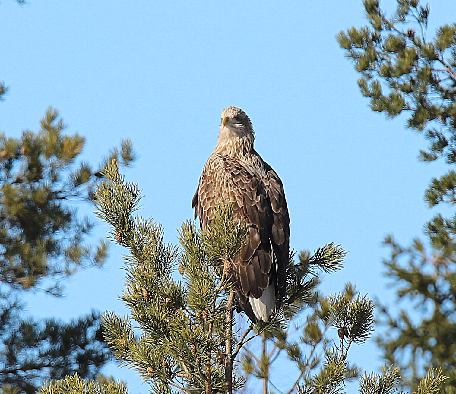 Valokuvaaja: sirpa jyske Valokuvaaja: sirpa jyske