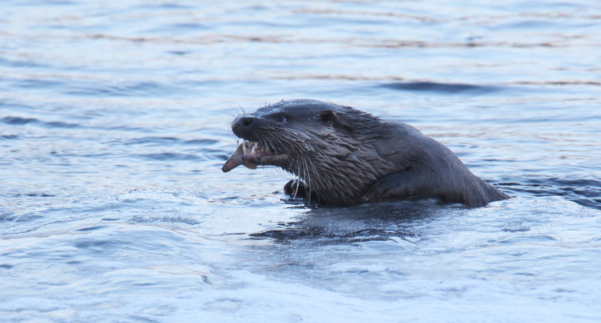Valokuvaaja: Jaana Saarelainen