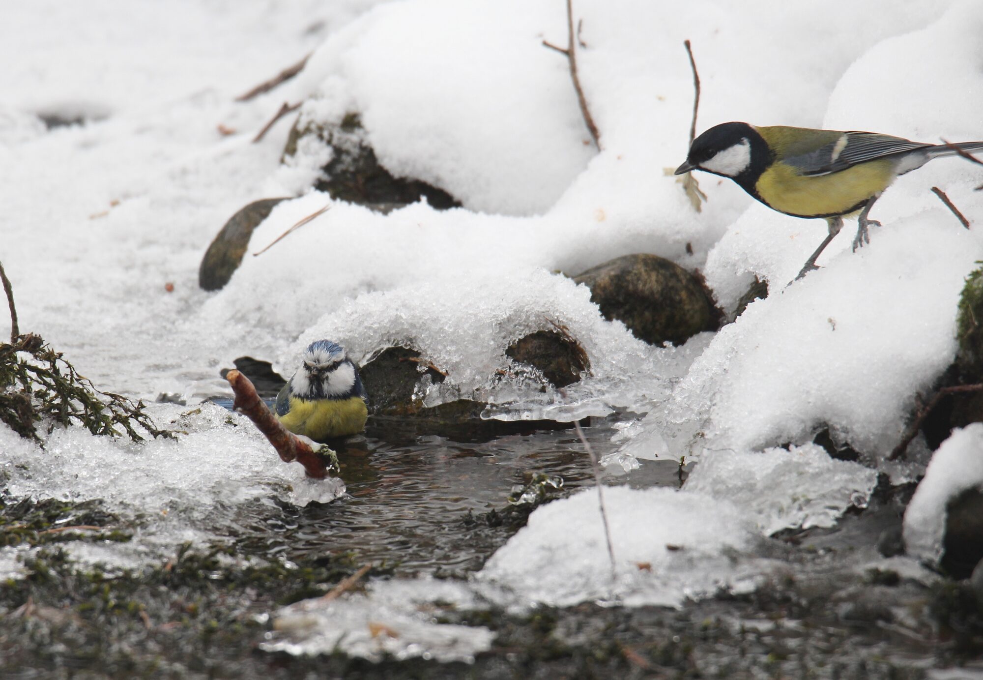 Valokuvaaja: Jaana Saarelainen