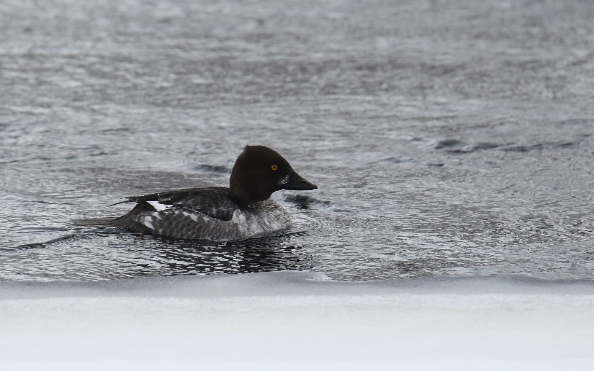 Valokuvaaja: Jaana Saarelainen