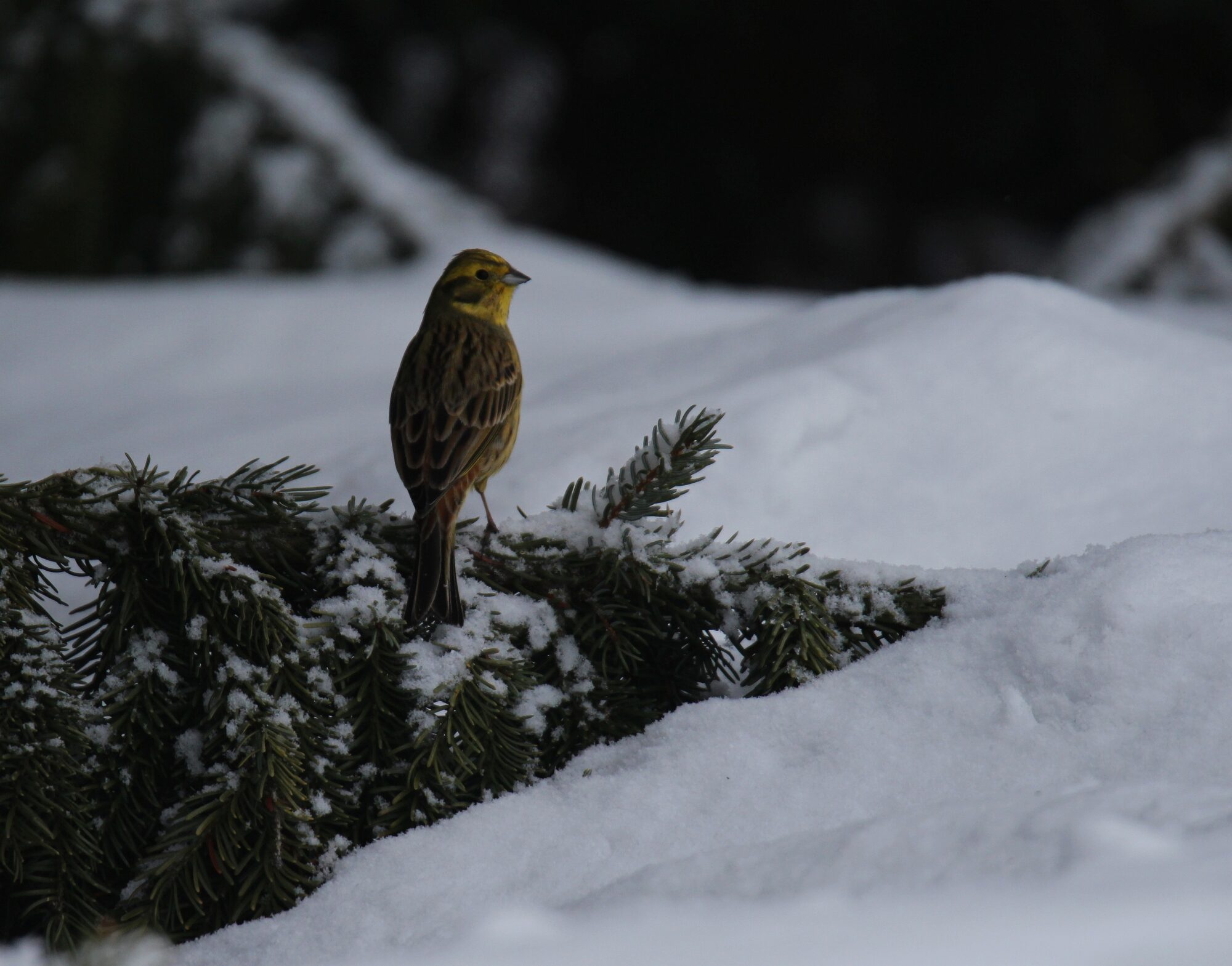 Valokuvaaja: Jaana Saarelainen