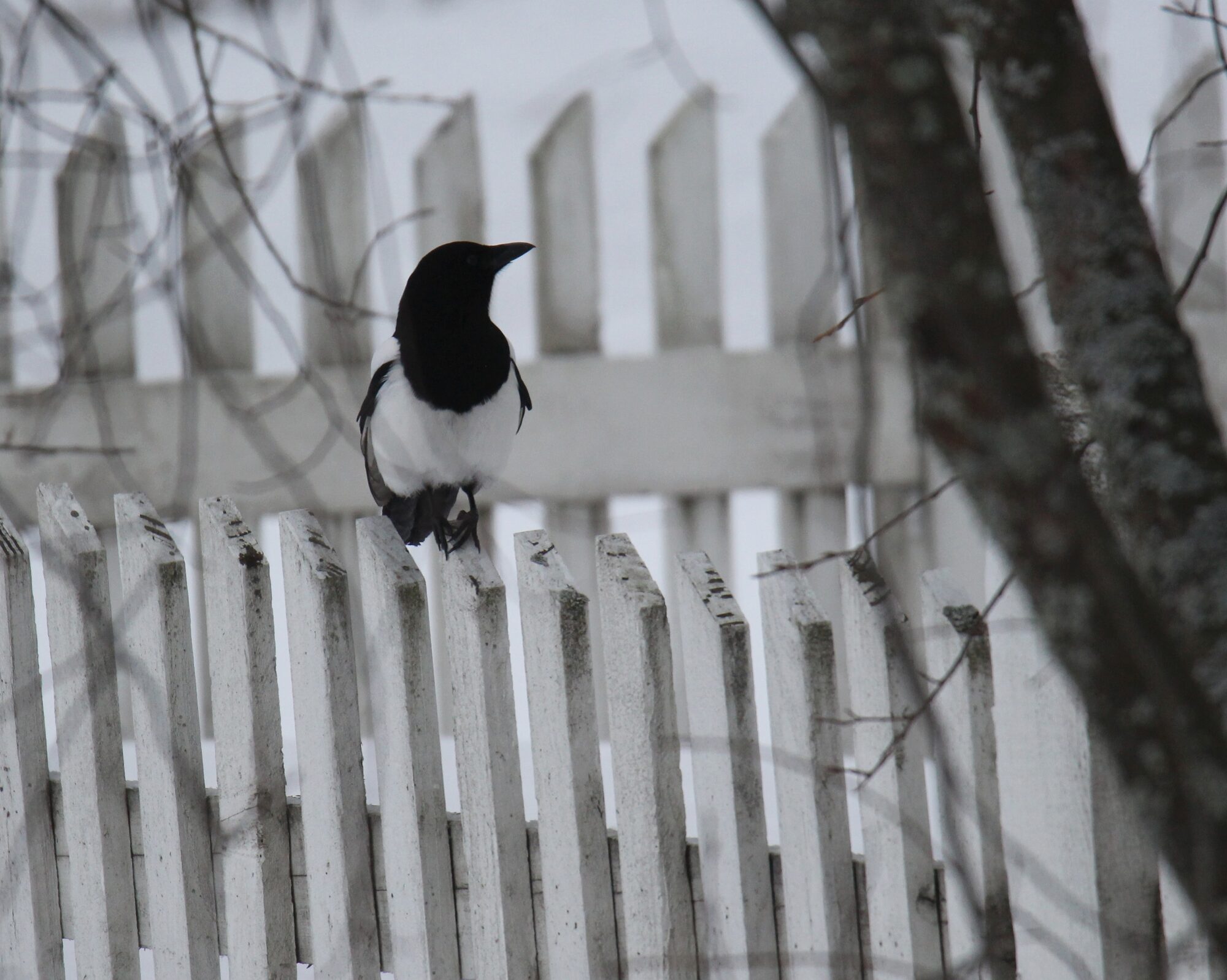 Valokuvaaja: Jaana Saarelainen