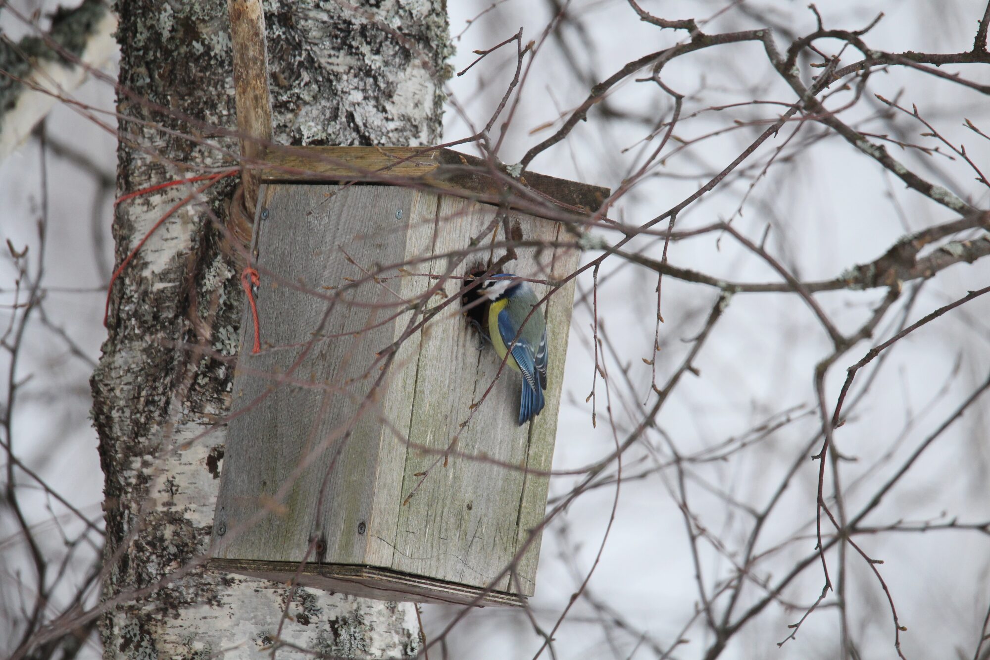 Valokuvaaja: Jaana Saarelainen