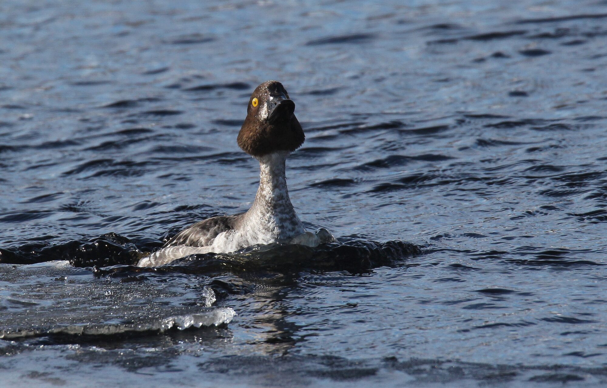 Valokuvaaja: Jaana Saarelainen
