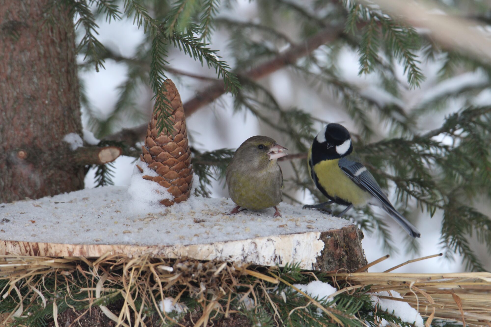 Valokuvaaja: Jaana Saarelainen