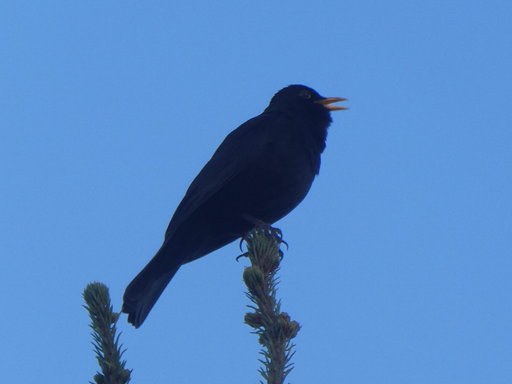 Valokuvaaja: Niina Kauppinen