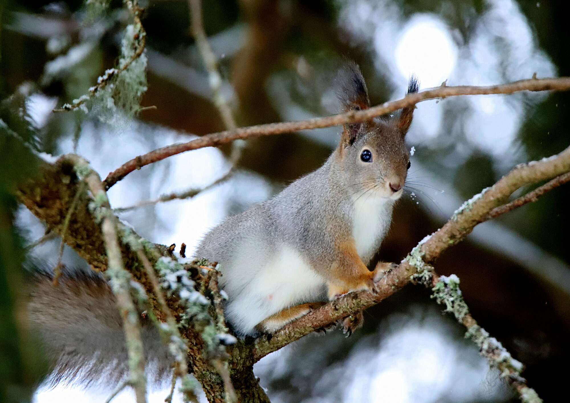 Valokuvaaja: sirpa jyske
