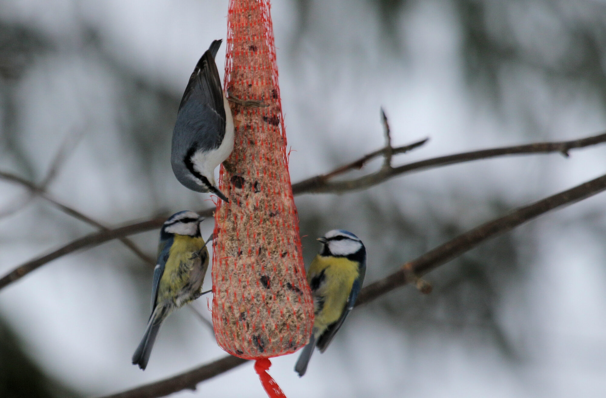 Valokuvaaja: Ahti Keränen