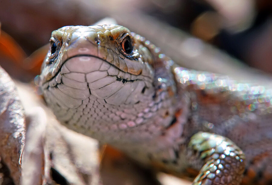Valokuvaaja: Juhani Harkas