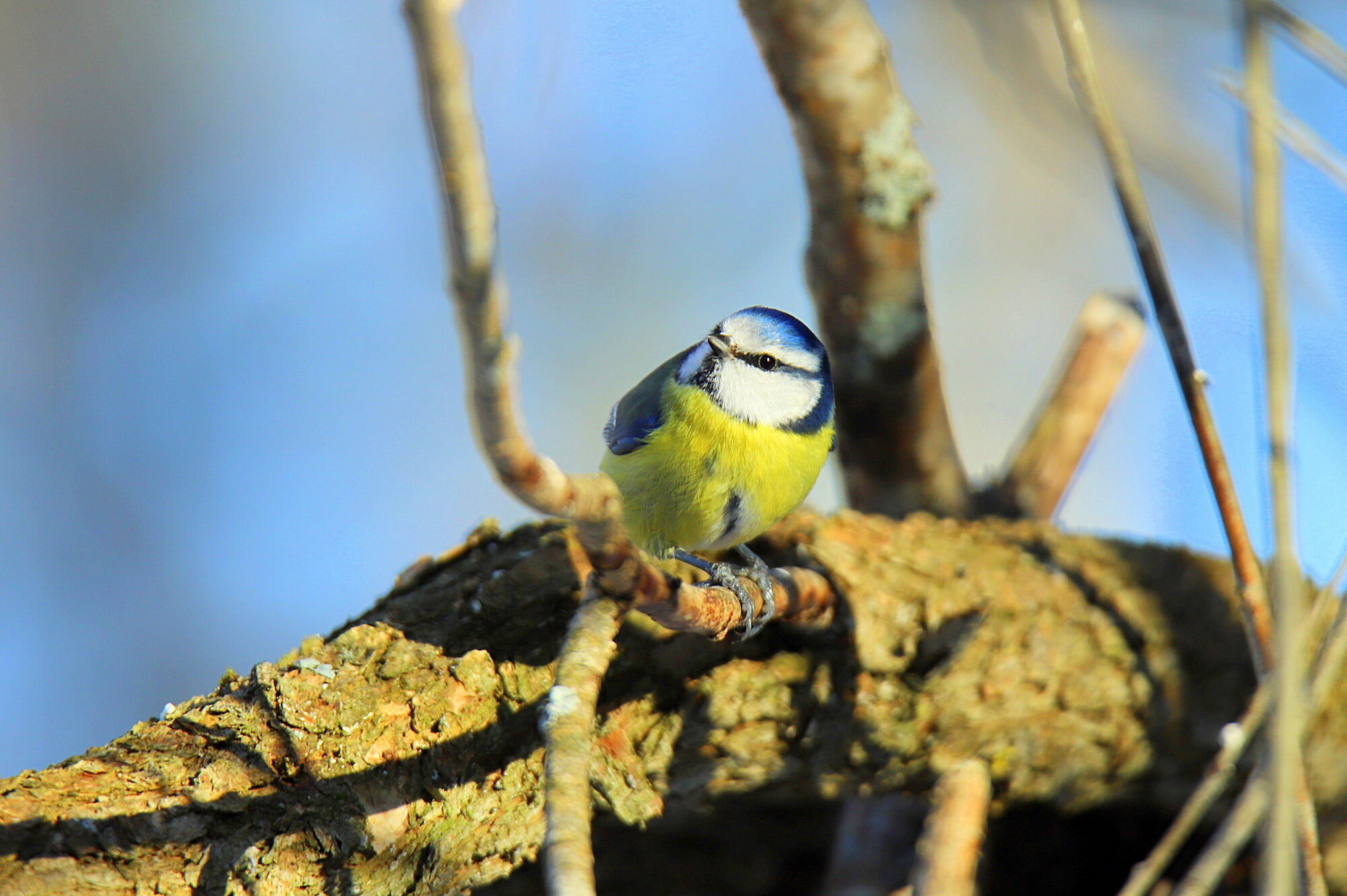 Valokuvaaja: sirpa jyske