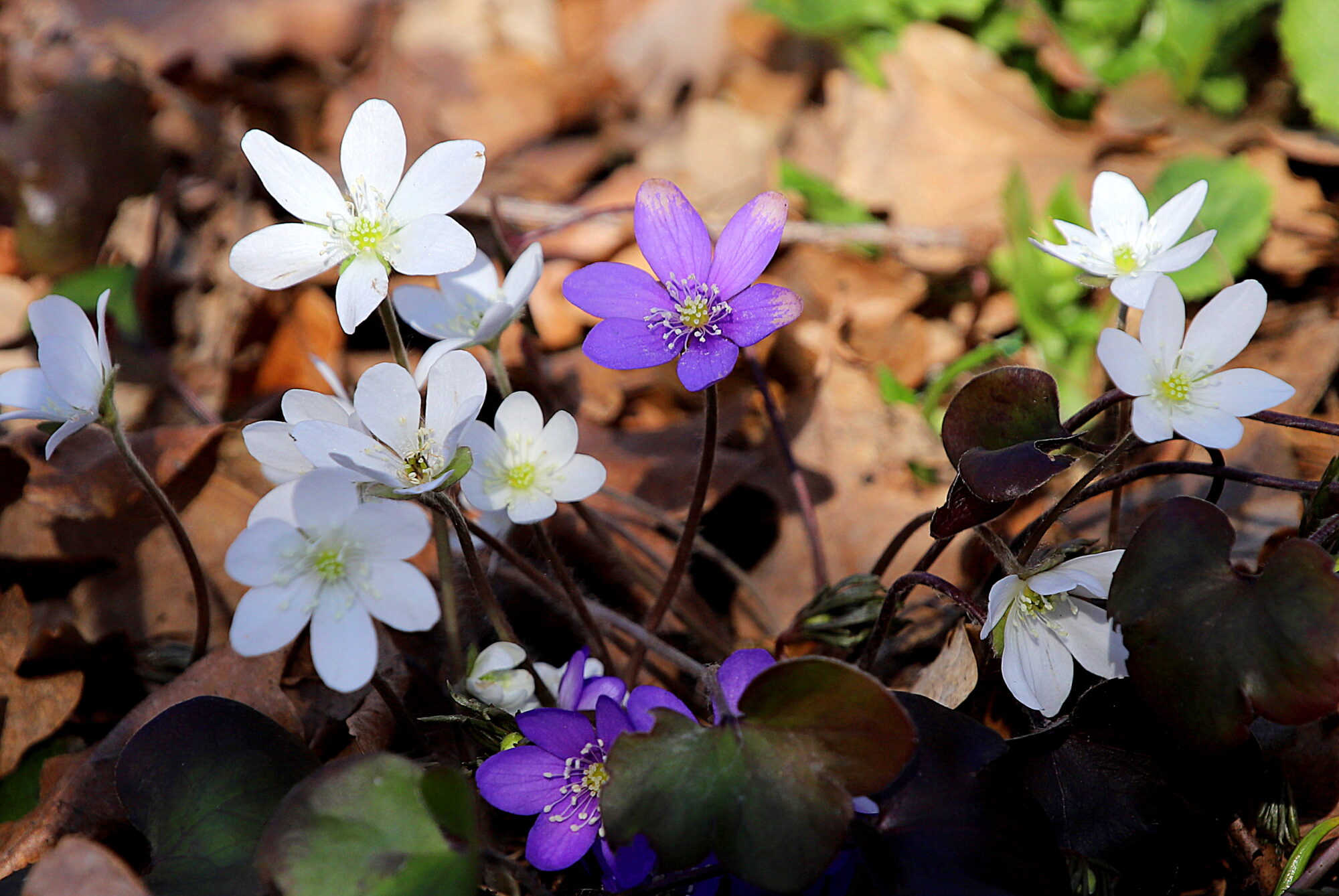 Valokuvaaja: sirpa jyske