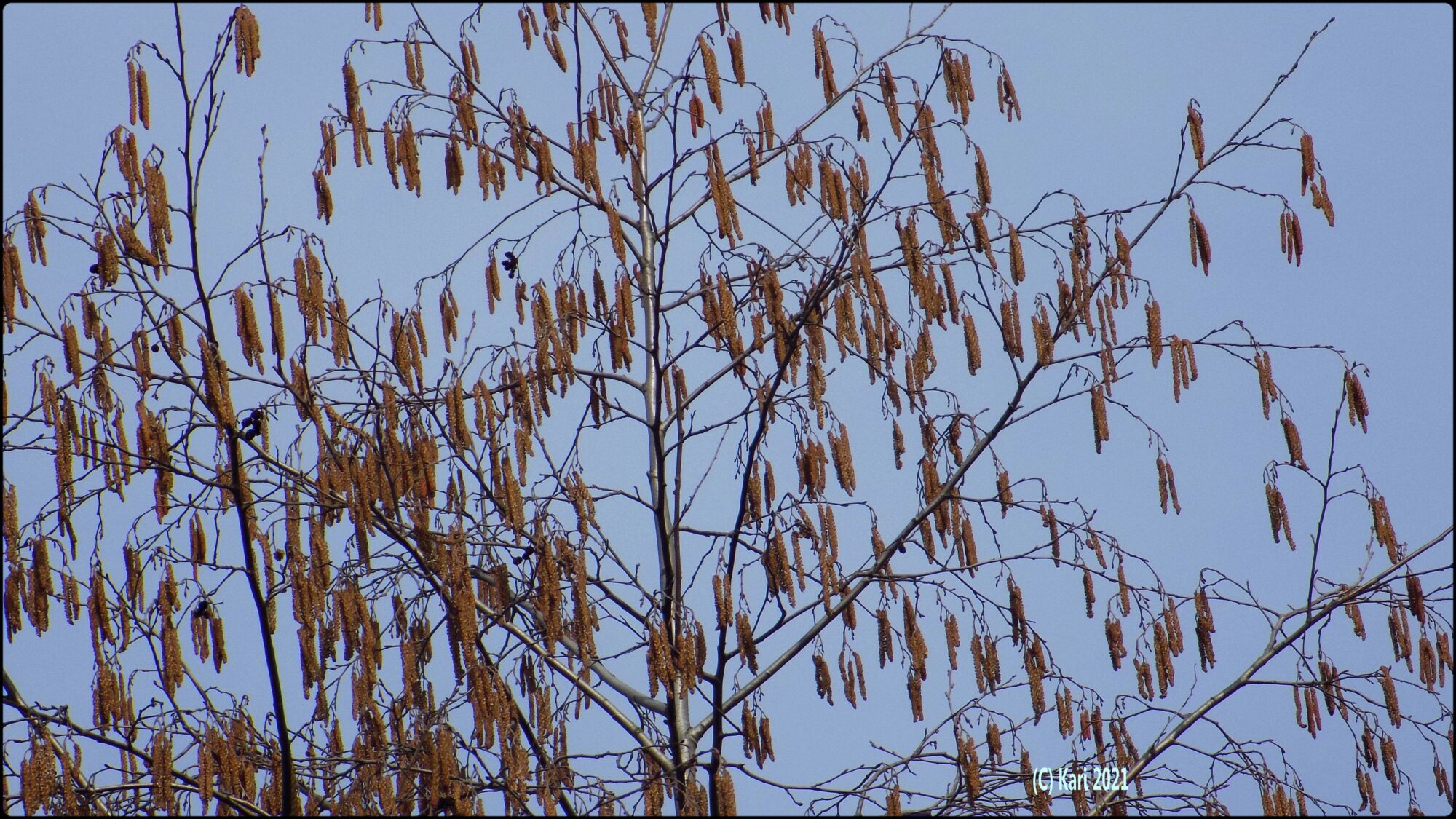 Valokuvaaja: Kari Saarinen Valokuvaaja: Kari Saarinen