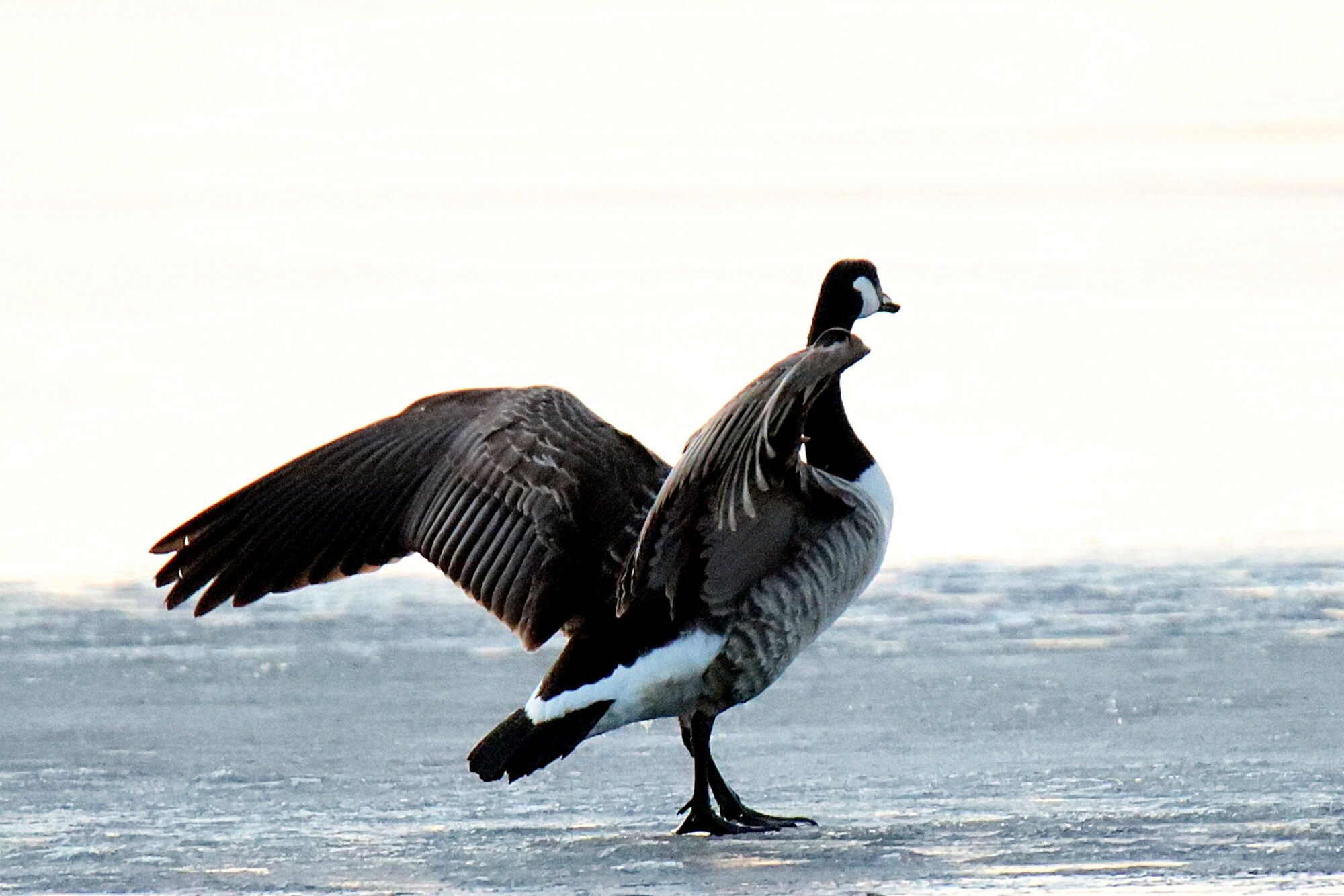 Valokuvaaja: sirpa jyske
