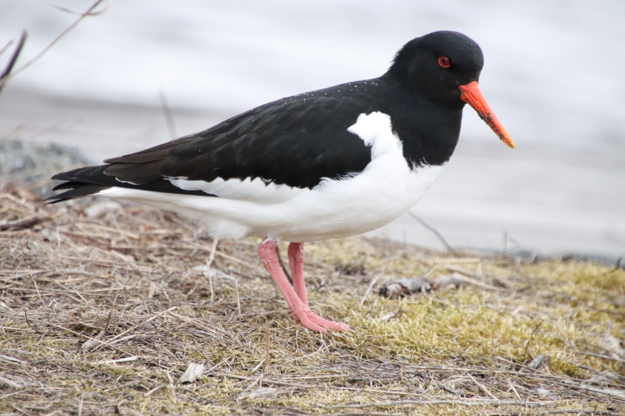 Valokuvaaja: Eveliina Koivisto