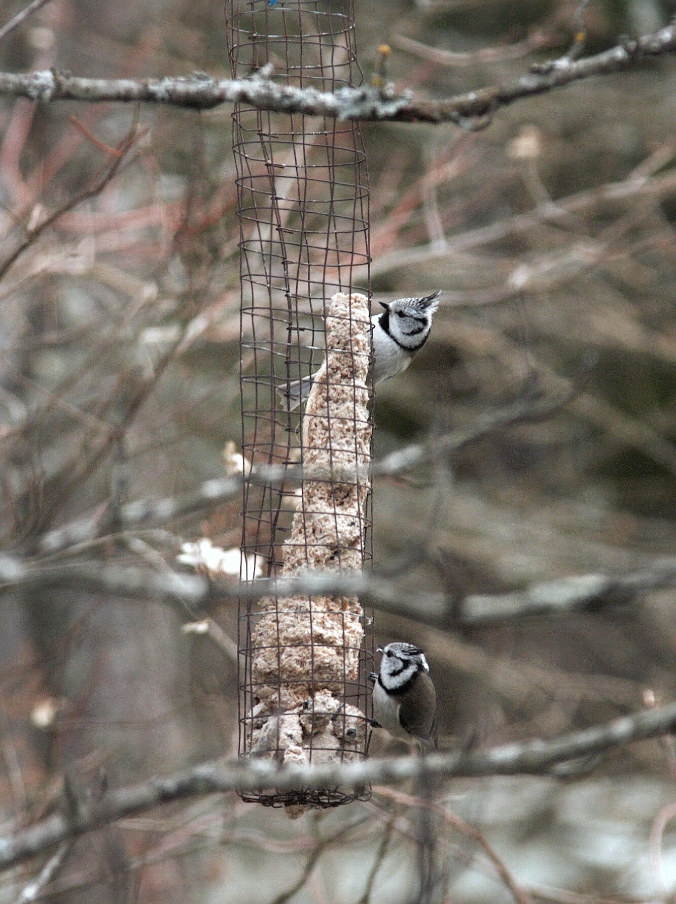 Valokuvaaja: Jari Laaksonen