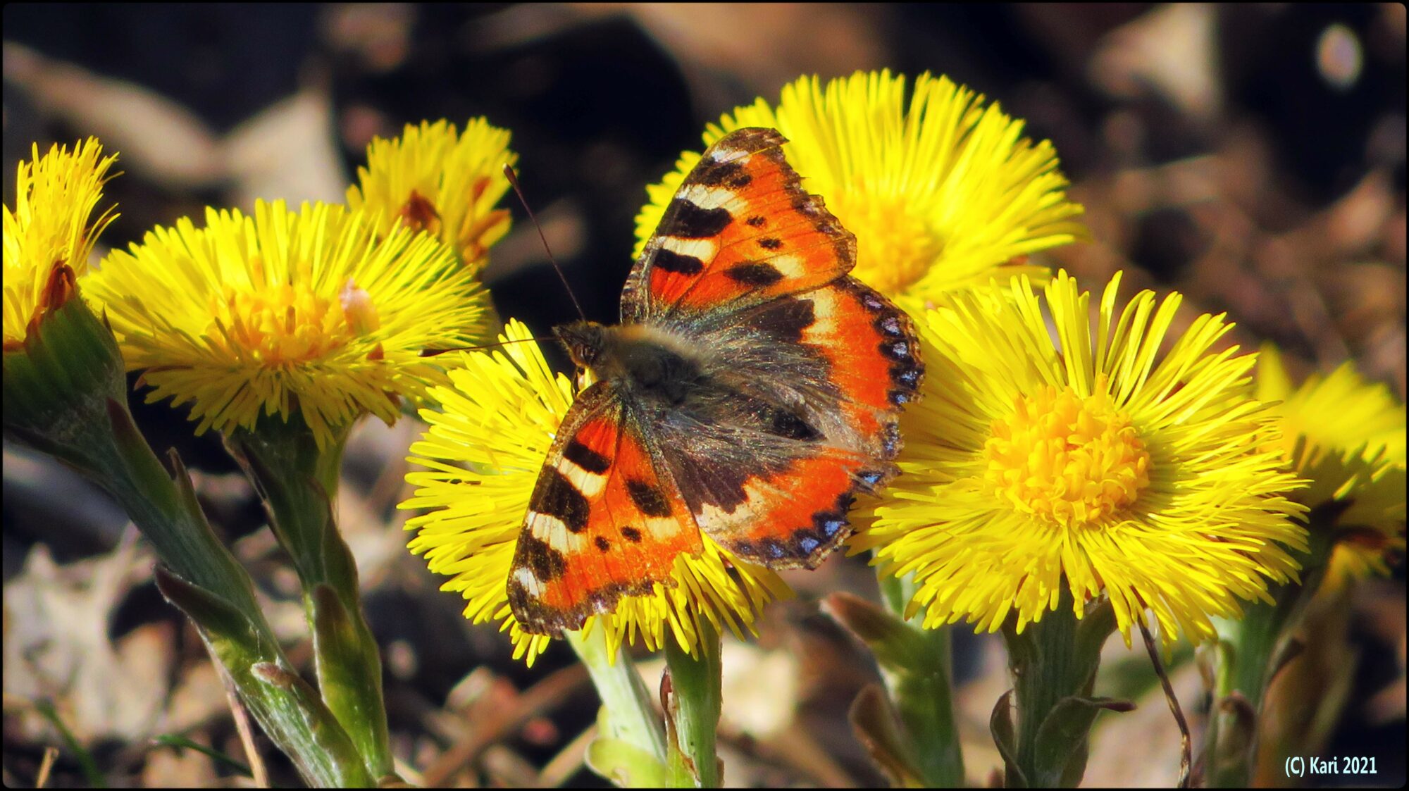 Valokuvaaja: Kari Saarinen Valokuvaaja: Kari Saarinen