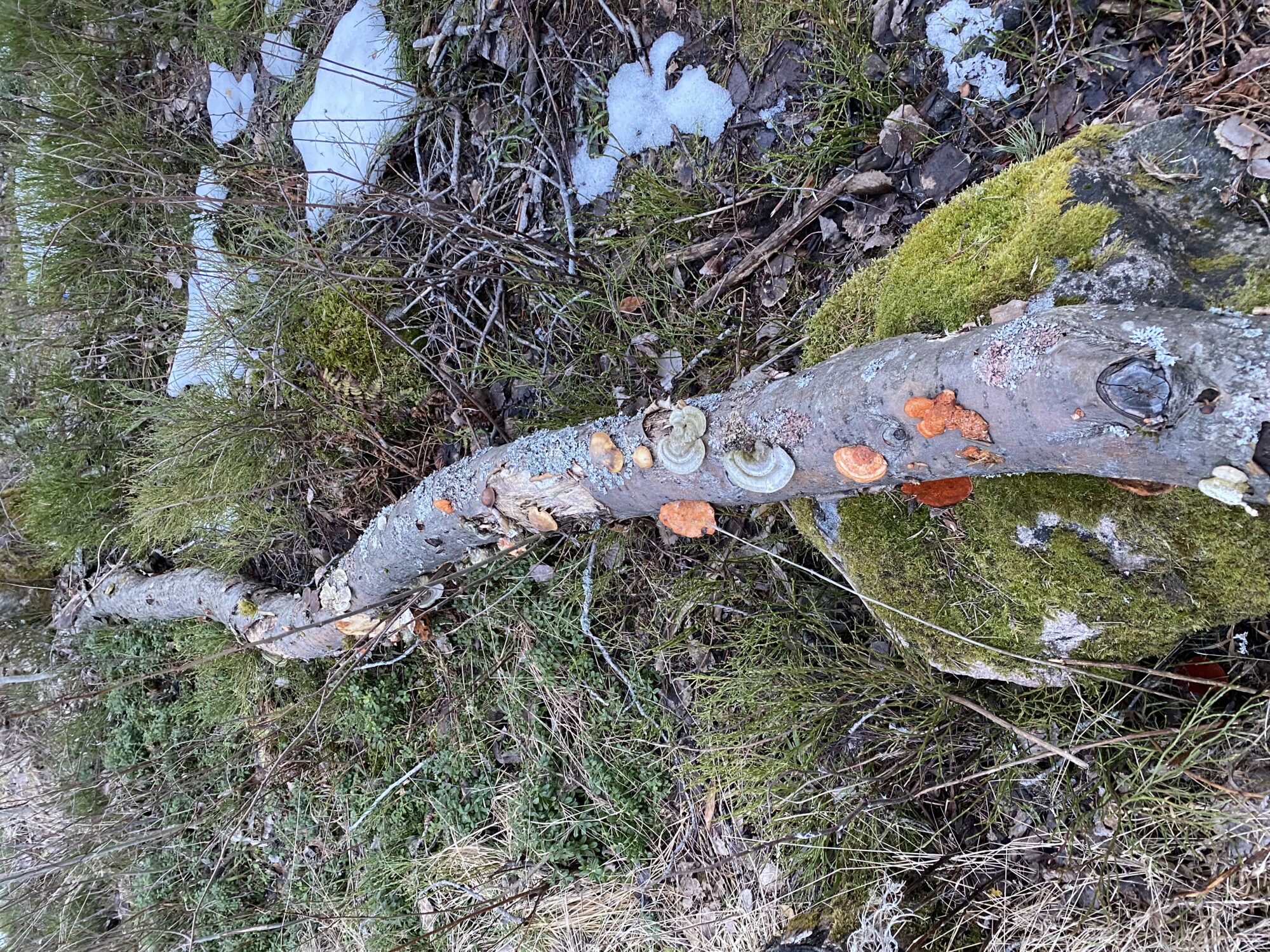 Valokuvaaja: Pirjo Nikkinen