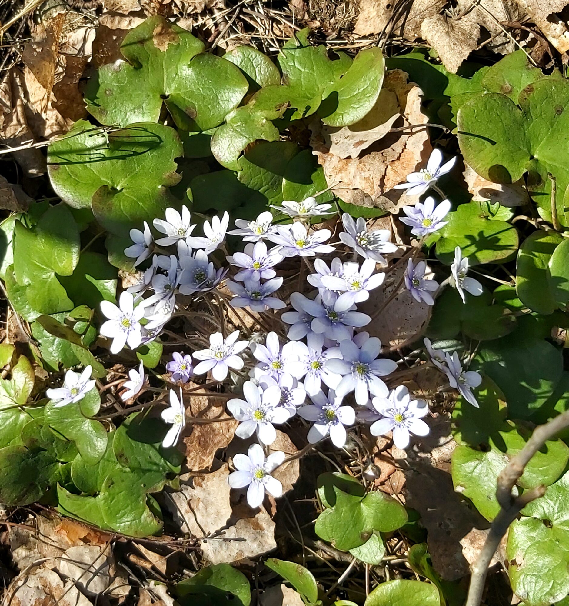 Valokuvaaja: Sirkku Kauremaa