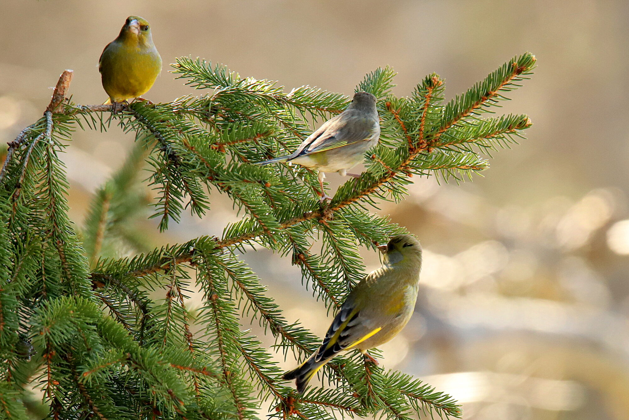 Valokuvaaja: sirpa jyske