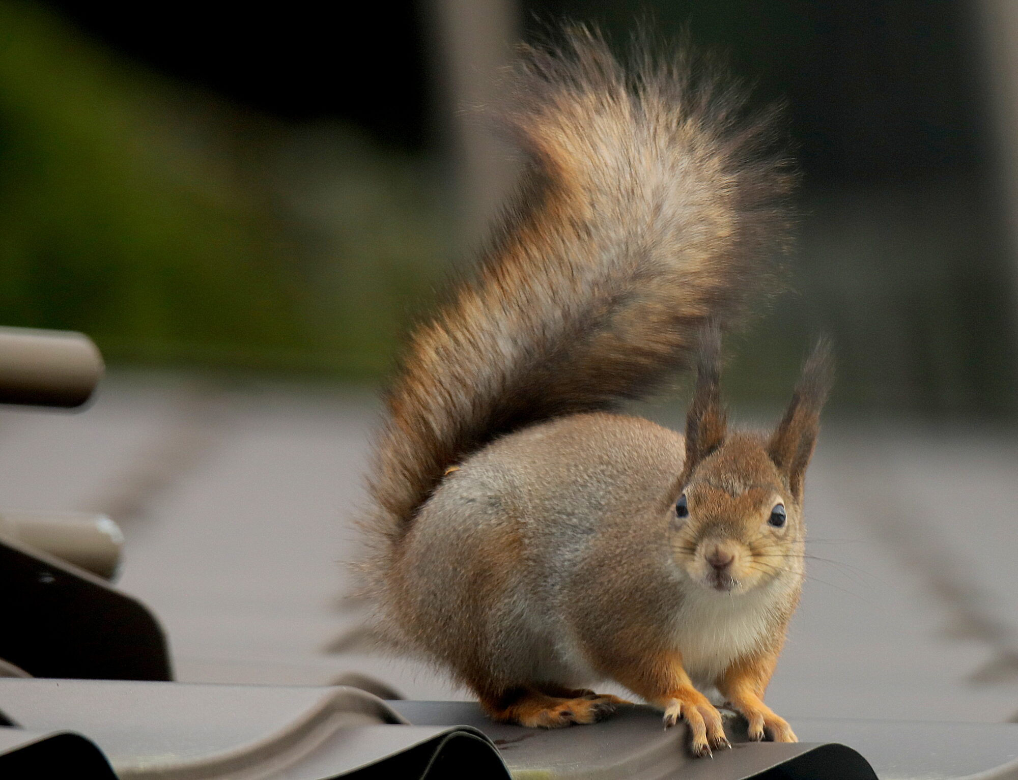 Valokuvaaja: sirpa jyske