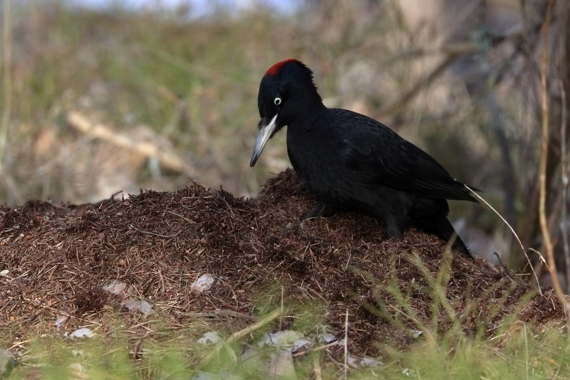 Valokuvaaja: Ari Branthin