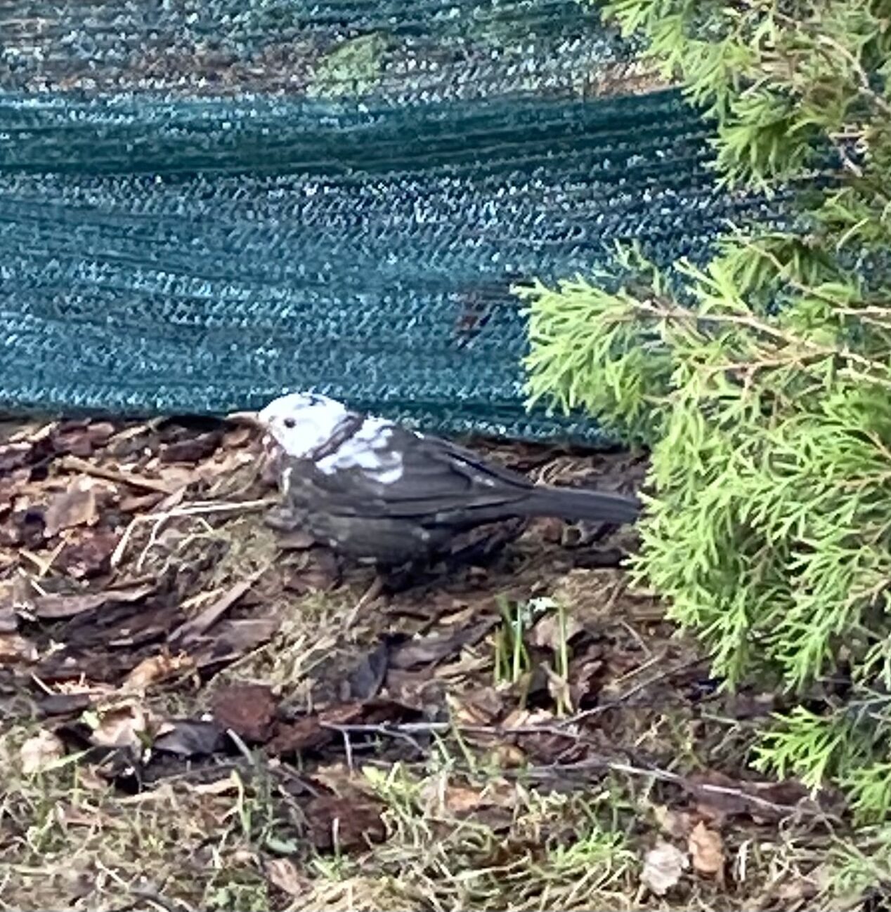 Valokuvaaja: Carita Ahonen