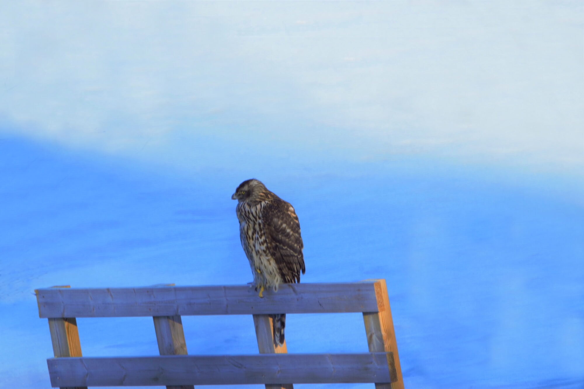 Valokuvaaja: Leena Rissanen Valokuvaaja: Leena Rissanen