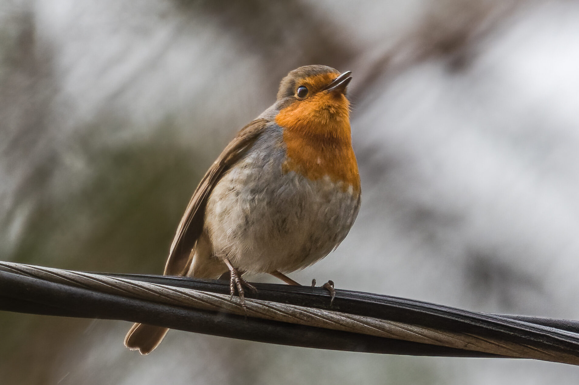 Valokuvaaja: Risto Lavi