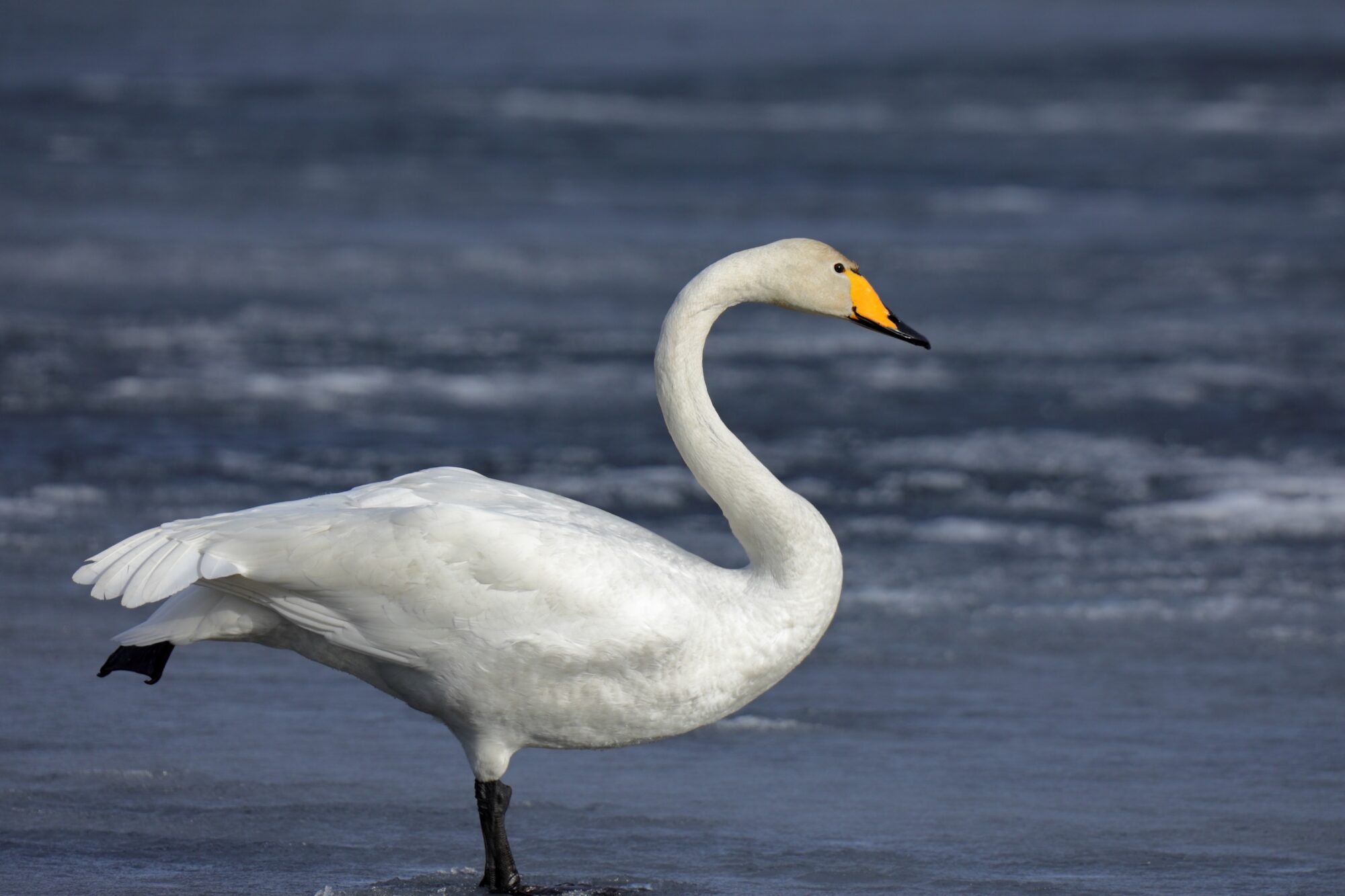 Valokuvaaja: Ari Branthin