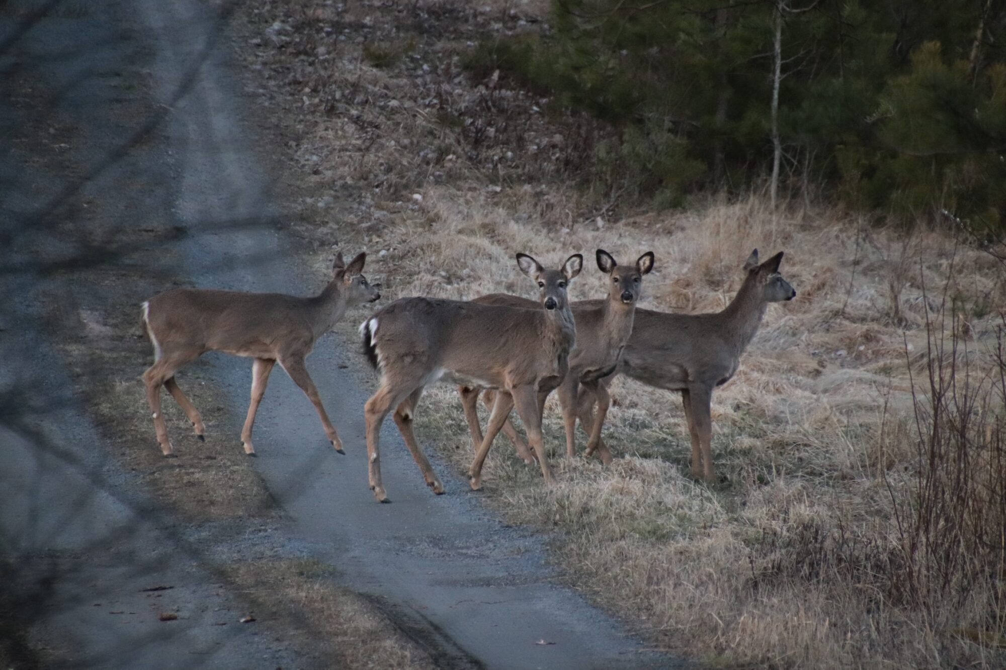 Valokuvaaja: Eveliina Koivisto Valokuvaaja: Eveliina Koivisto
