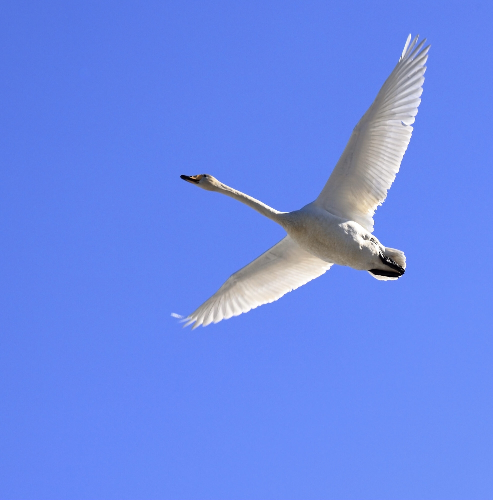 Valokuvaaja: Ari Branthin