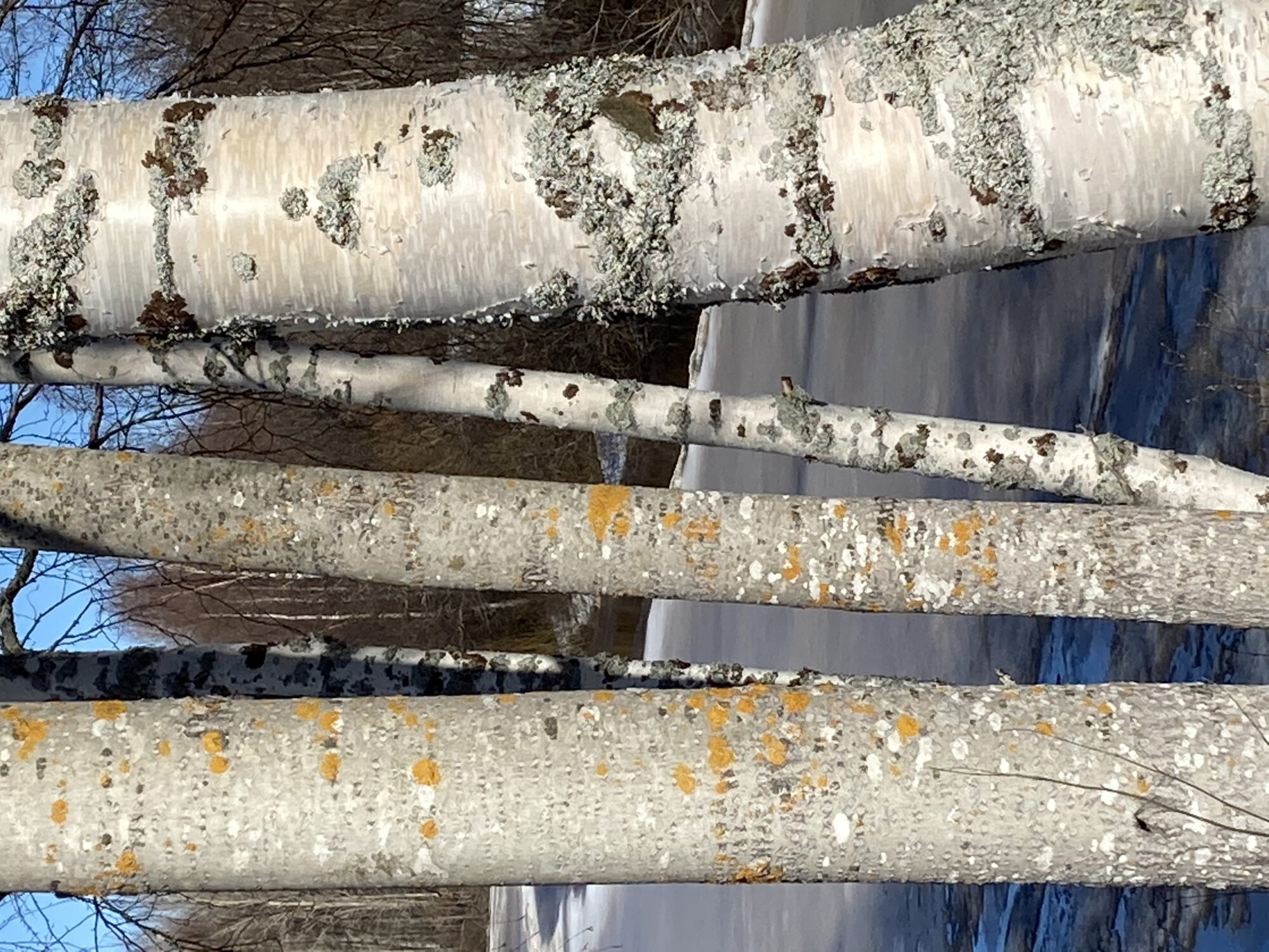 Valokuvaaja: Virva Alalauri