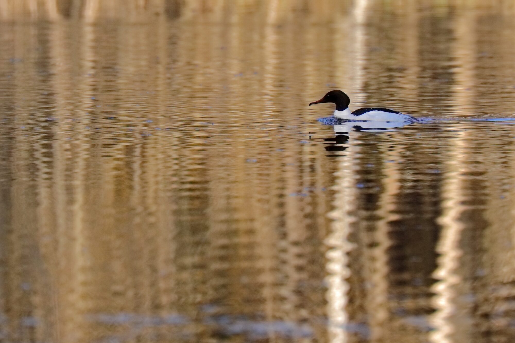 Valokuvaaja: Ari Branthin