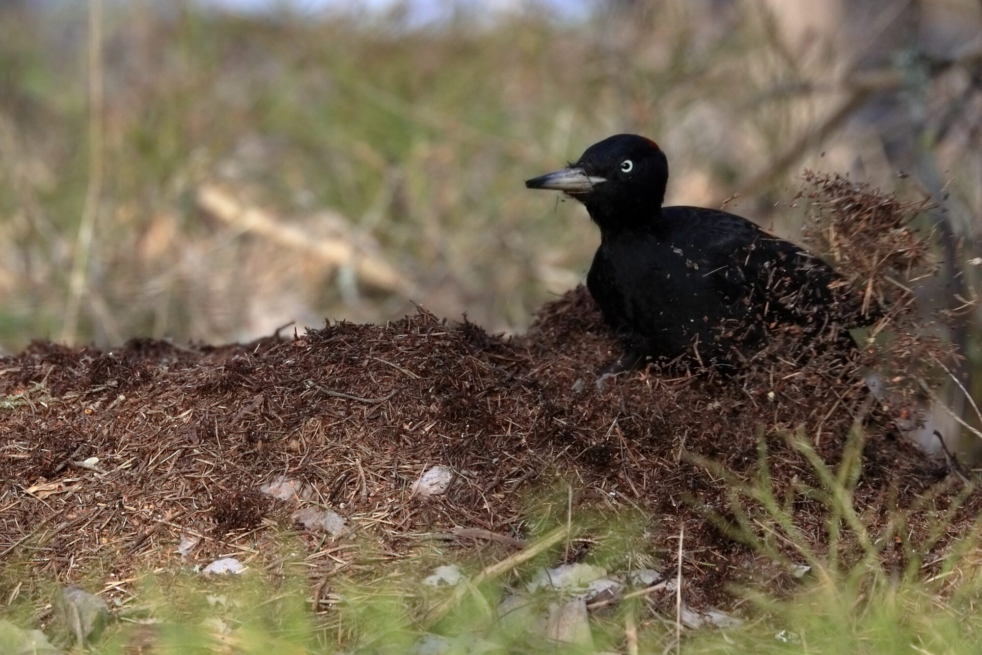 Valokuvaaja: Ari Branthin